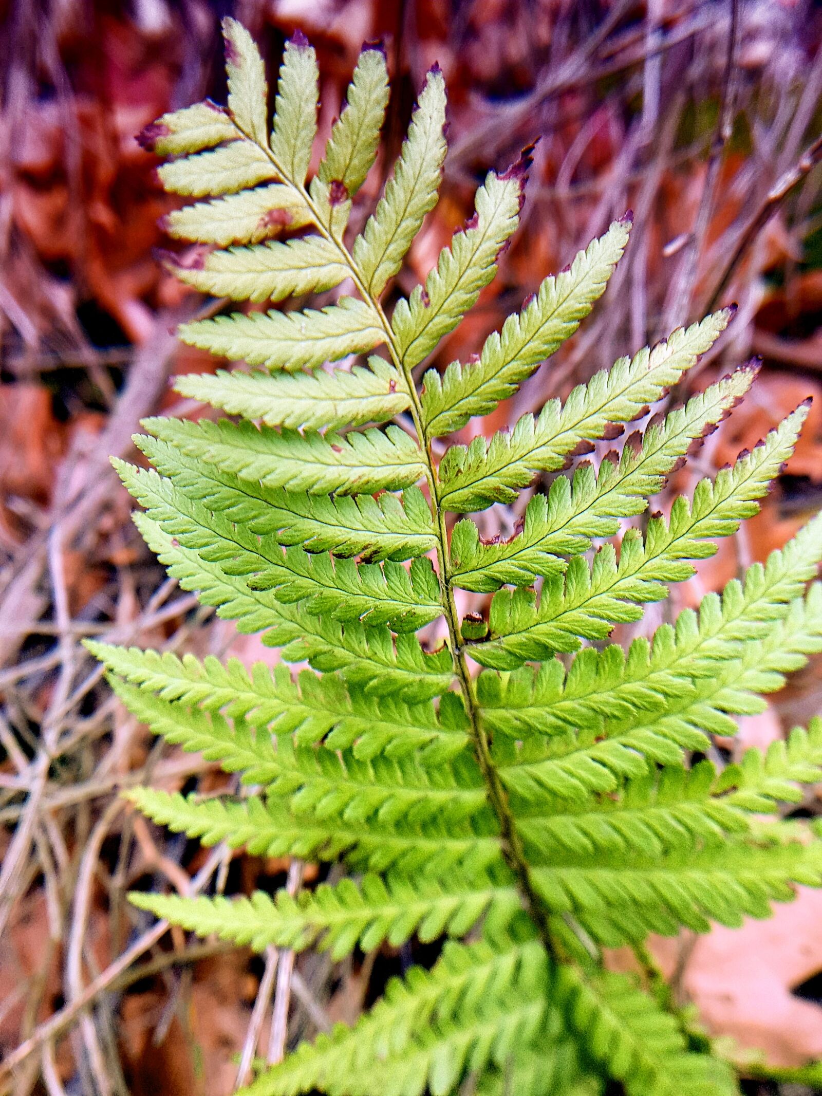 Samsung Galaxy S7 sample photo. Fern, nature, green photography