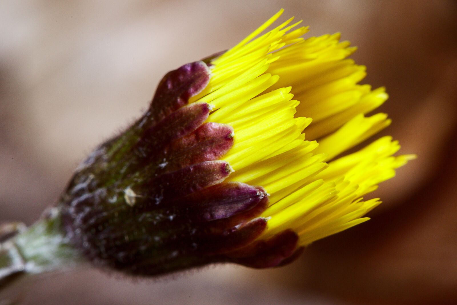 Canon EF 100mm F2.8L Macro IS USM sample photo. Tussilago farfara, blossom, bloom photography