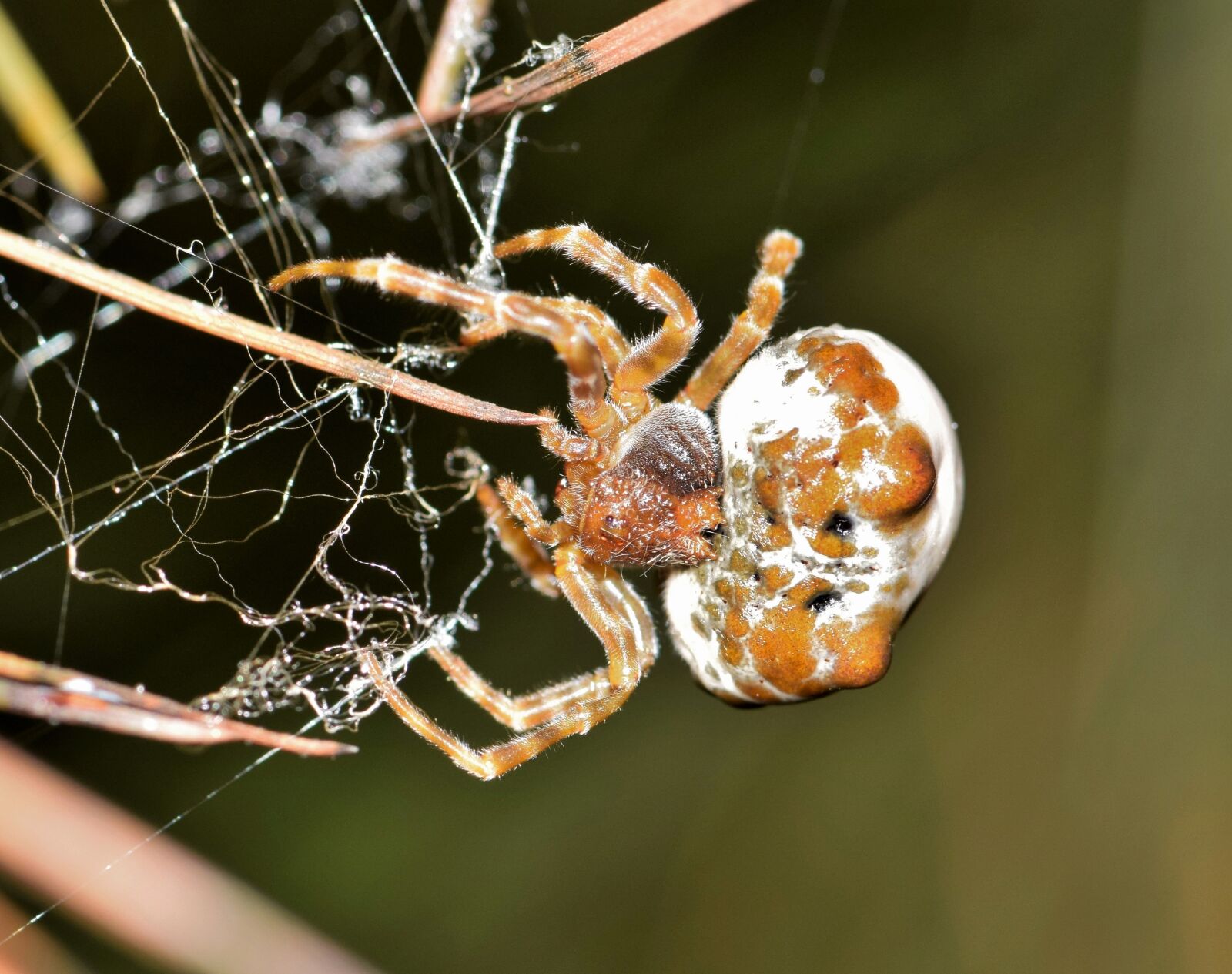 Nikon D5300 sample photo. Spider, bolas spider, web photography