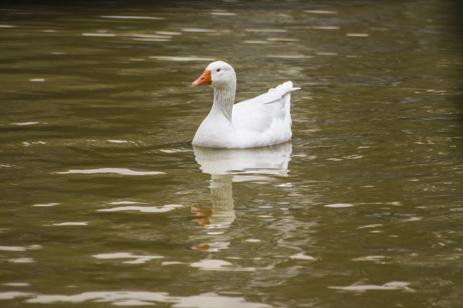 Canon EOS 600D (Rebel EOS T3i / EOS Kiss X5) sample photo. Bird, water, lake photography