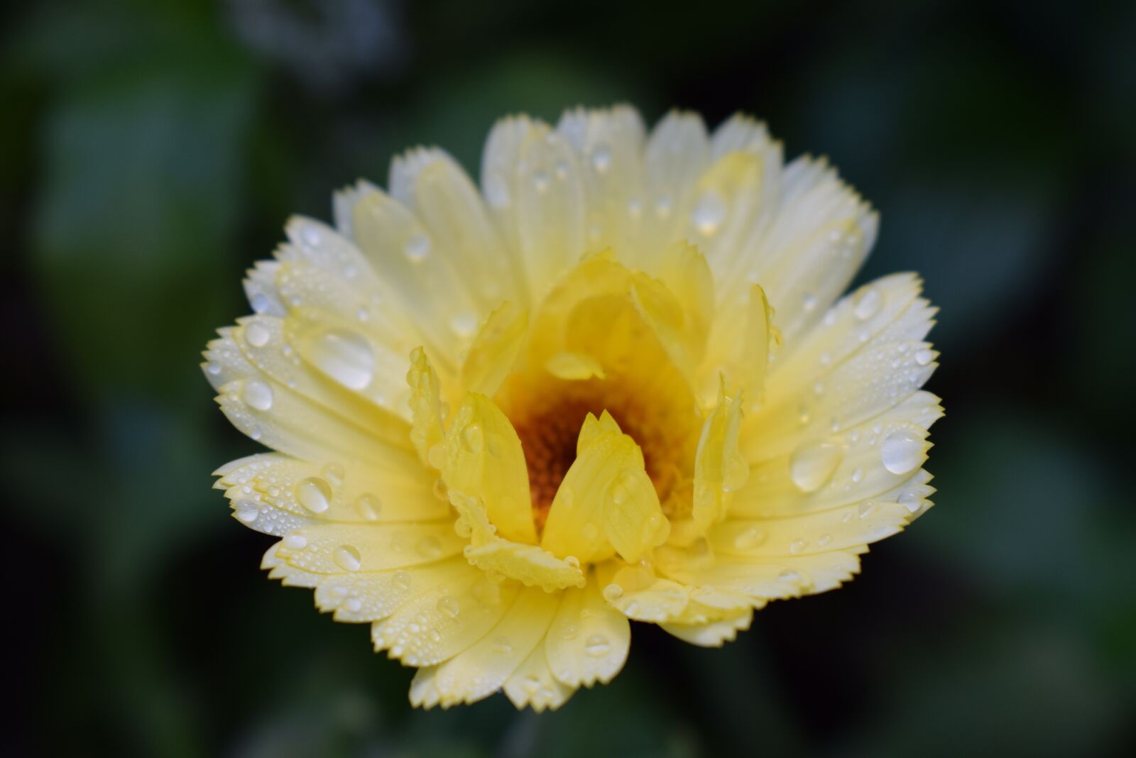 Nikon D5300 sample photo. Marigold, blossom, bloom photography