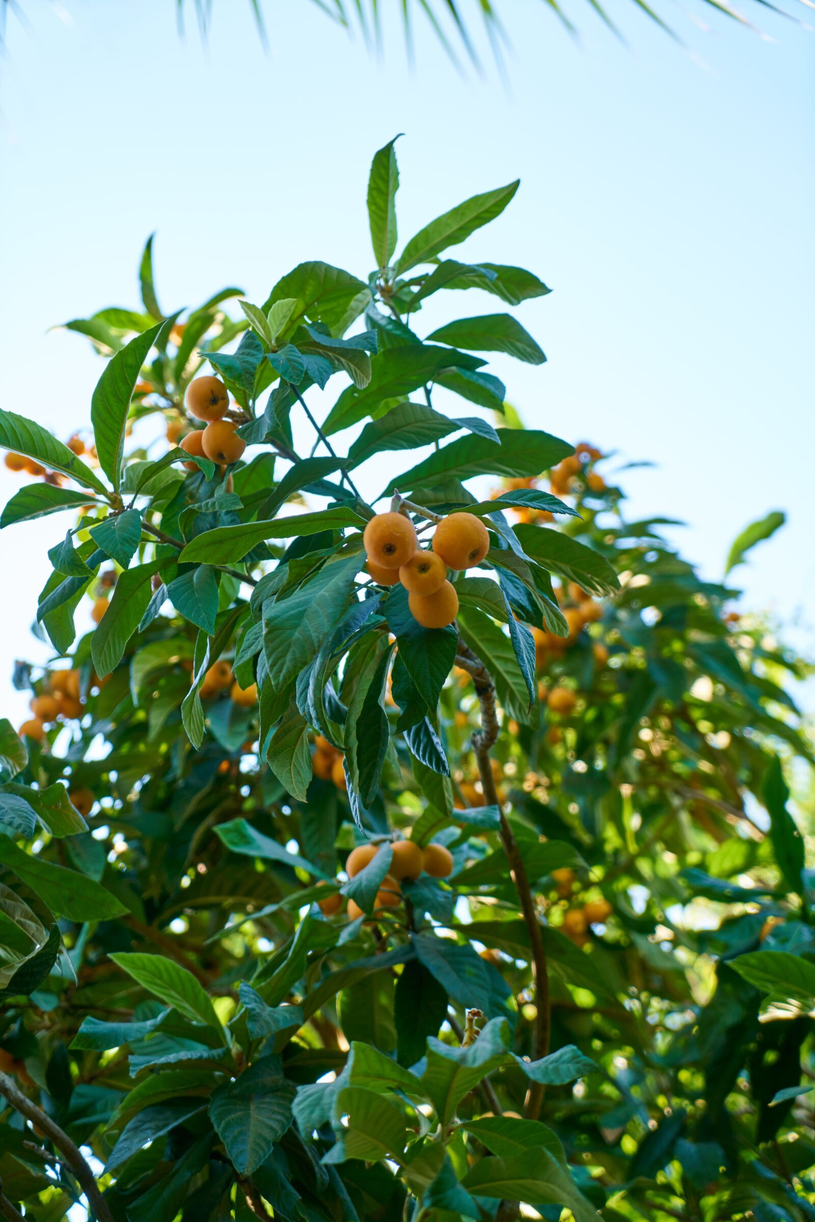 Sony a7R II sample photo. Tree, fruit, tangerine photography