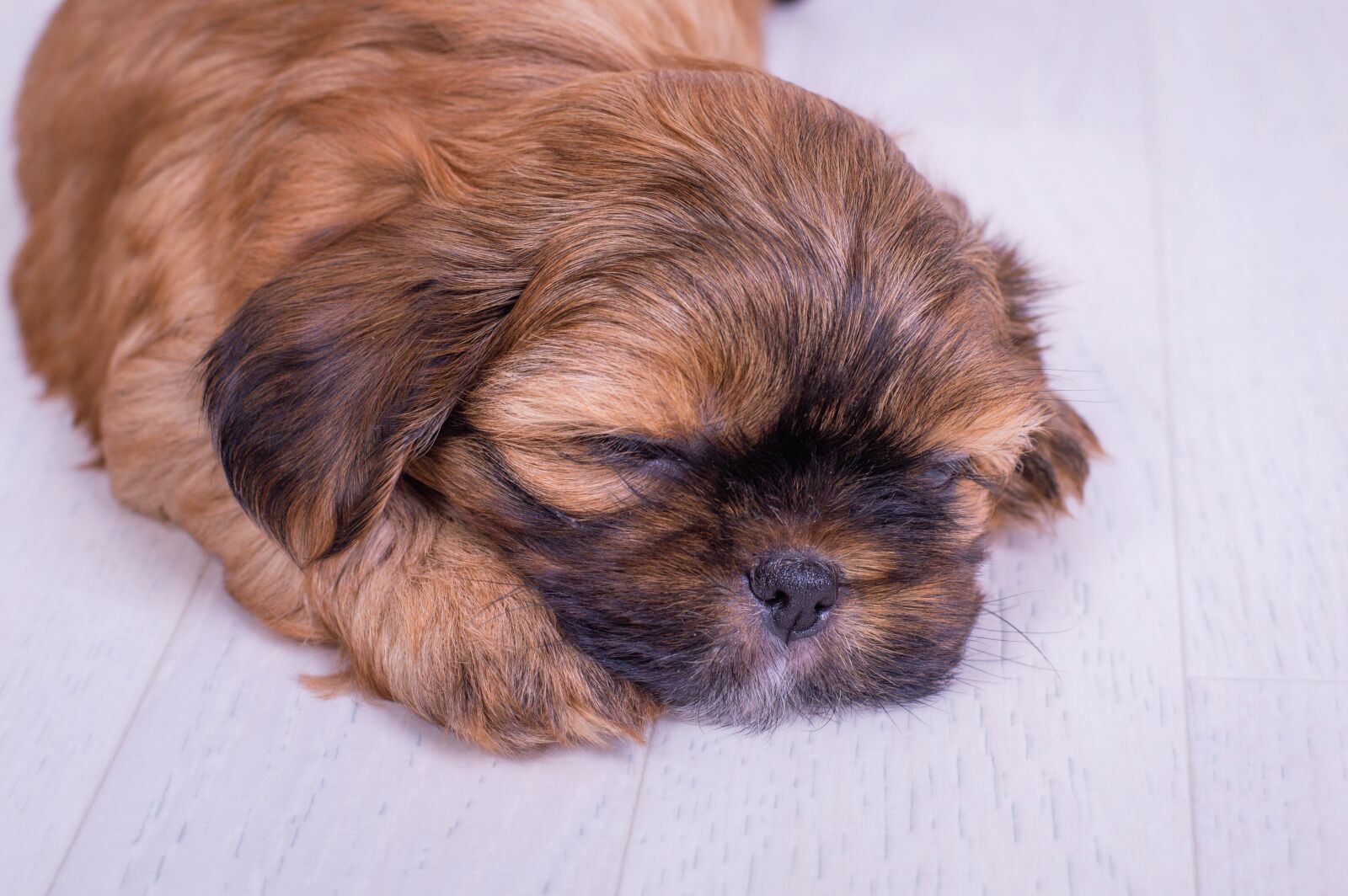 Nikon D3200 sample photo. Dog, shorkie, shitzu photography