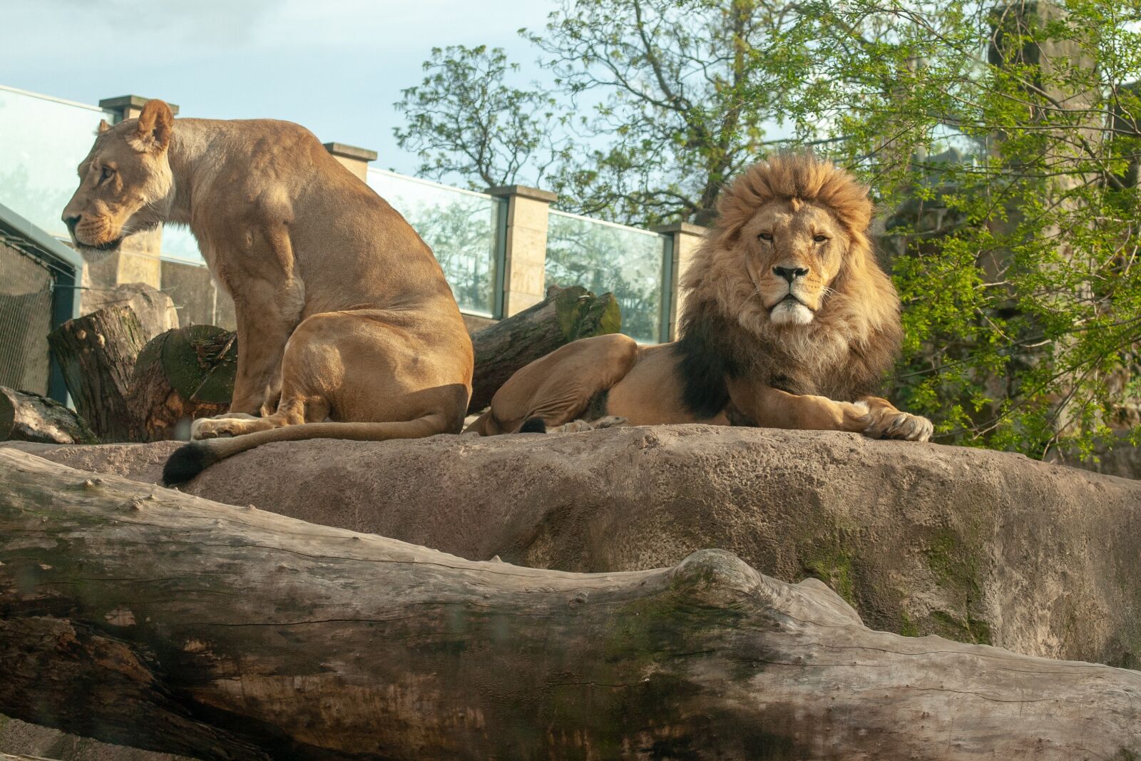 Canon EOS 400D (EOS Digital Rebel XTi / EOS Kiss Digital X) sample photo. Lions, lion, female photography