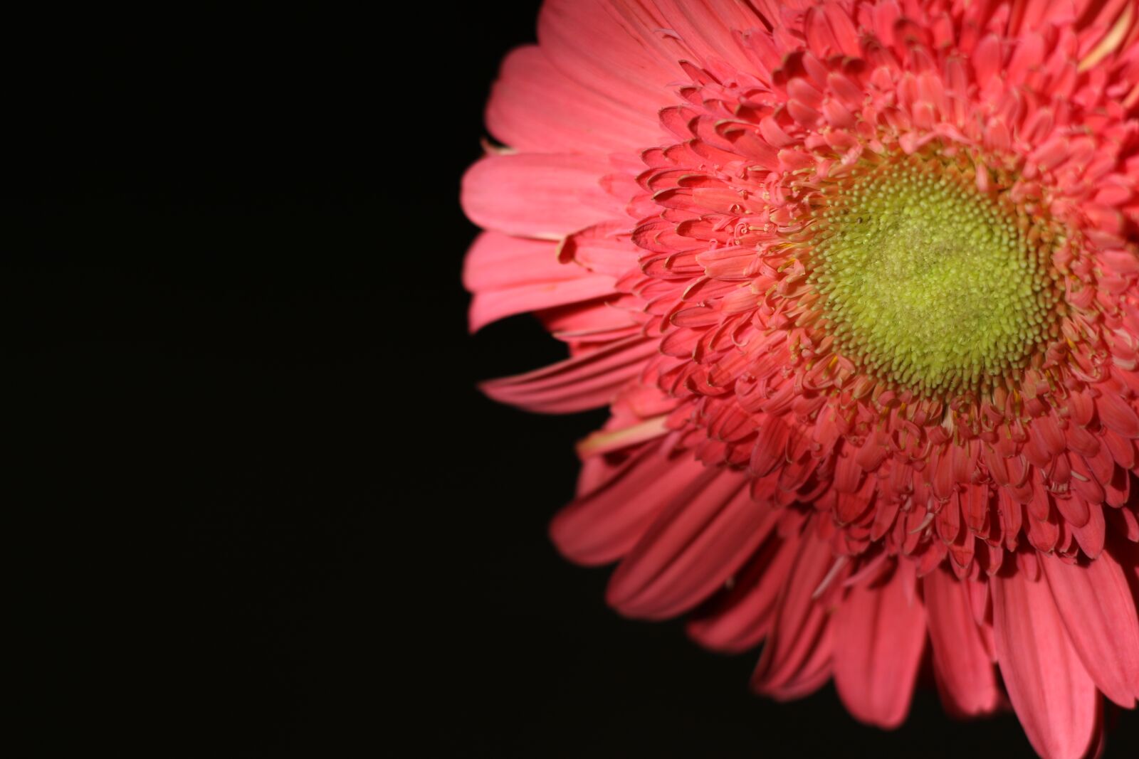 Canon EF 50mm F1.8 STM sample photo. Flower, gerbera, pink photography