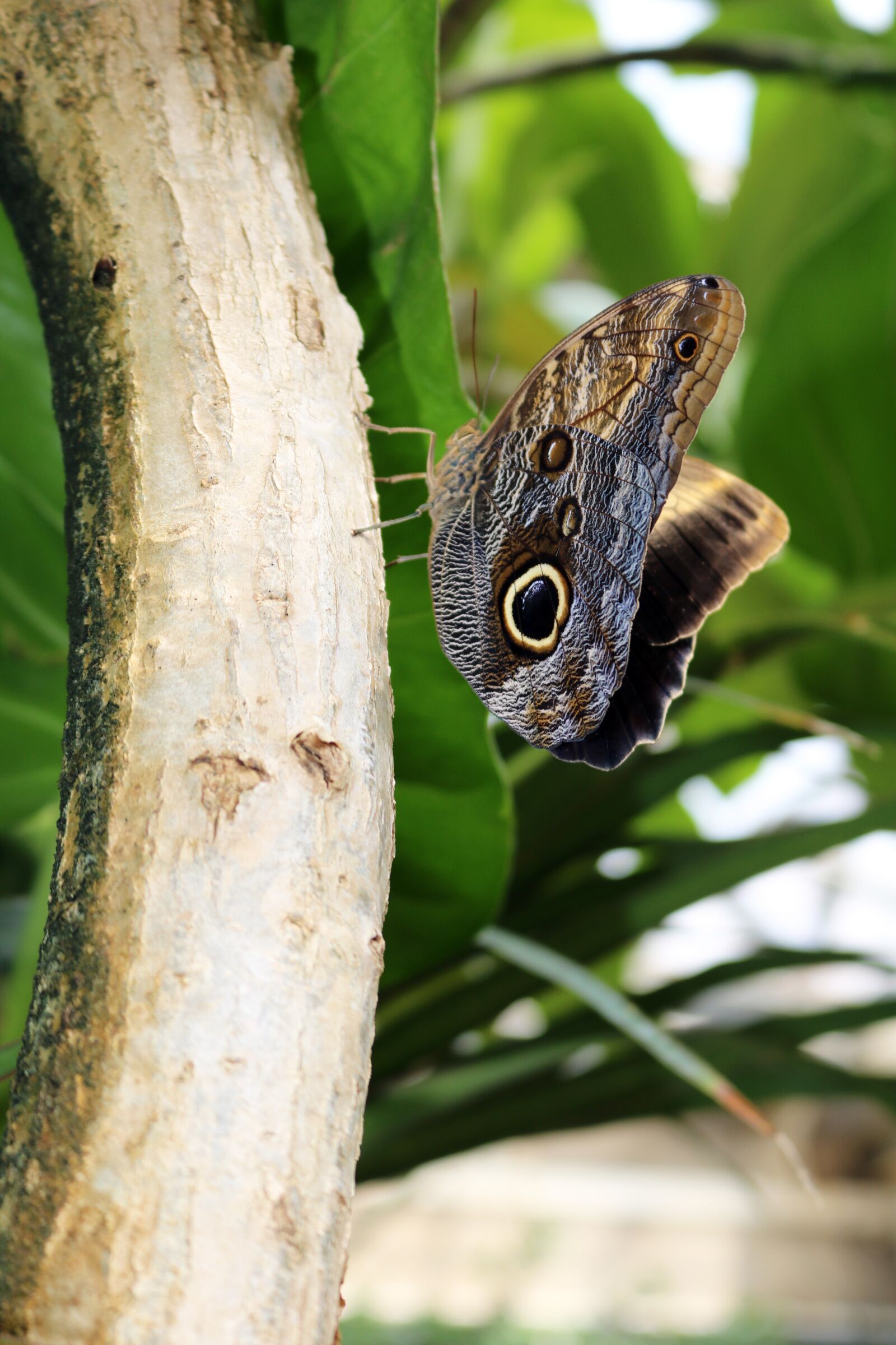 Canon EOS 750D (EOS Rebel T6i / EOS Kiss X8i) sample photo. Black, brown, butterfly photography