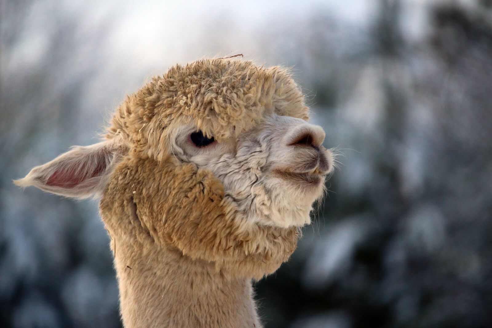 Canon EOS 100D (EOS Rebel SL1 / EOS Kiss X7) sample photo. Alpaca, wool, animal photography