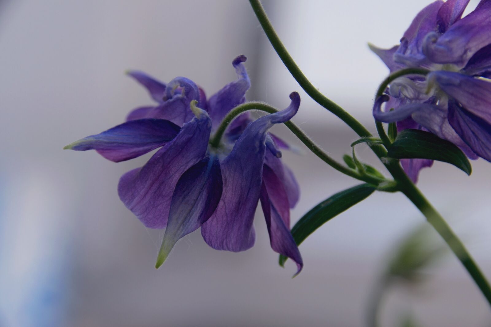 Nikon D3300 sample photo. Flower, flowering, spring photography