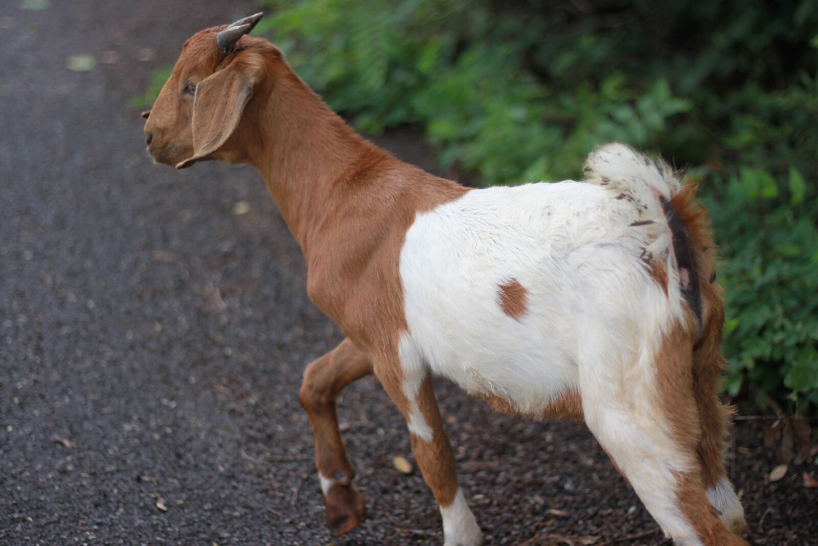Canon EOS 500D (EOS Rebel T1i / EOS Kiss X3) sample photo. Goat, livestock, flirt photography
