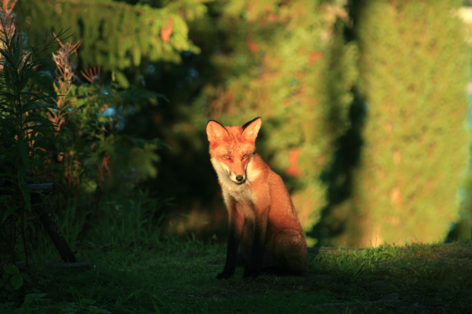 Canon EOS 400D (EOS Digital Rebel XTi / EOS Kiss Digital X) sample photo. Red fox, wild animal photography