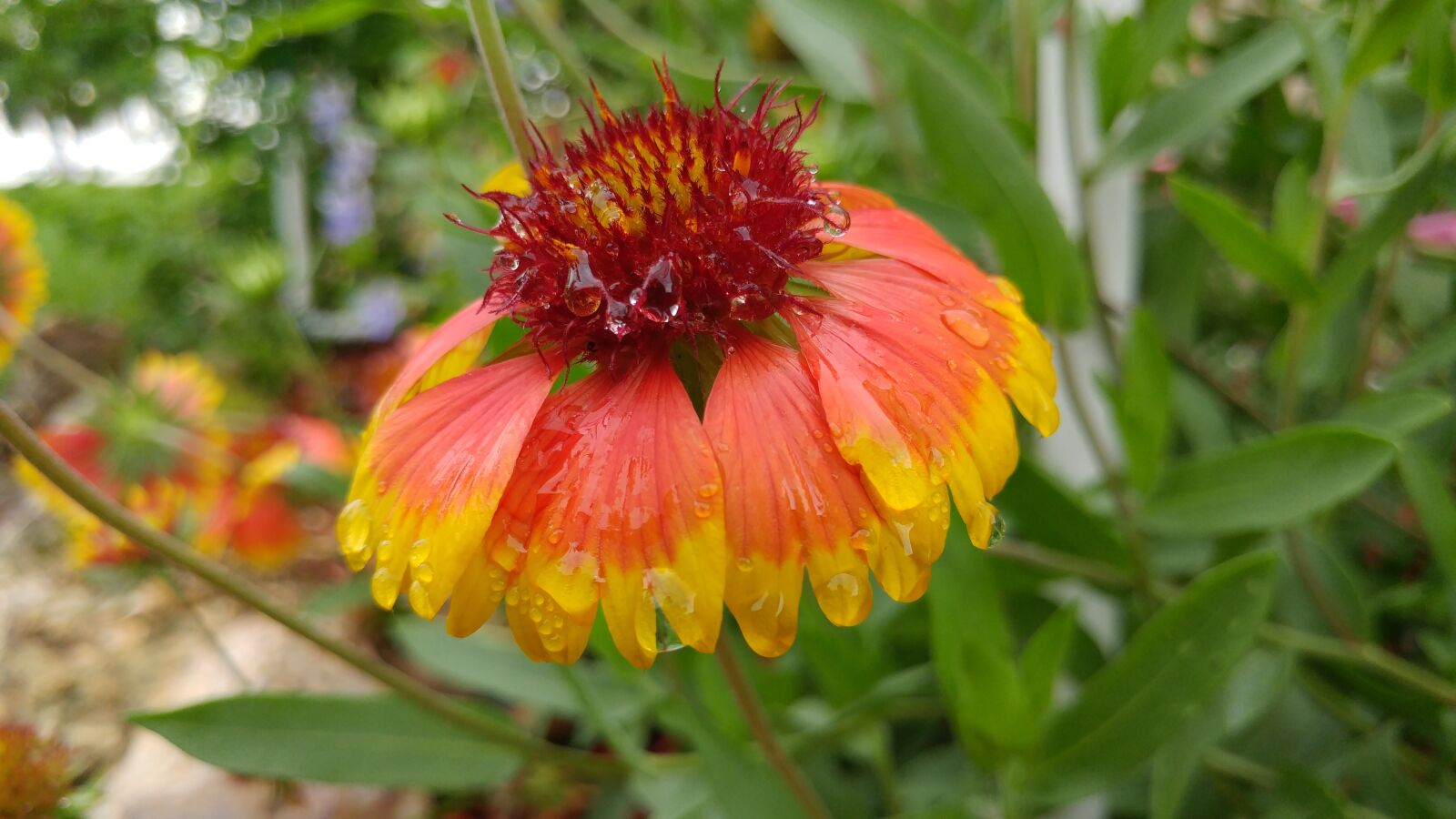 LG G5 sample photo. Bloom, flower, petal photography