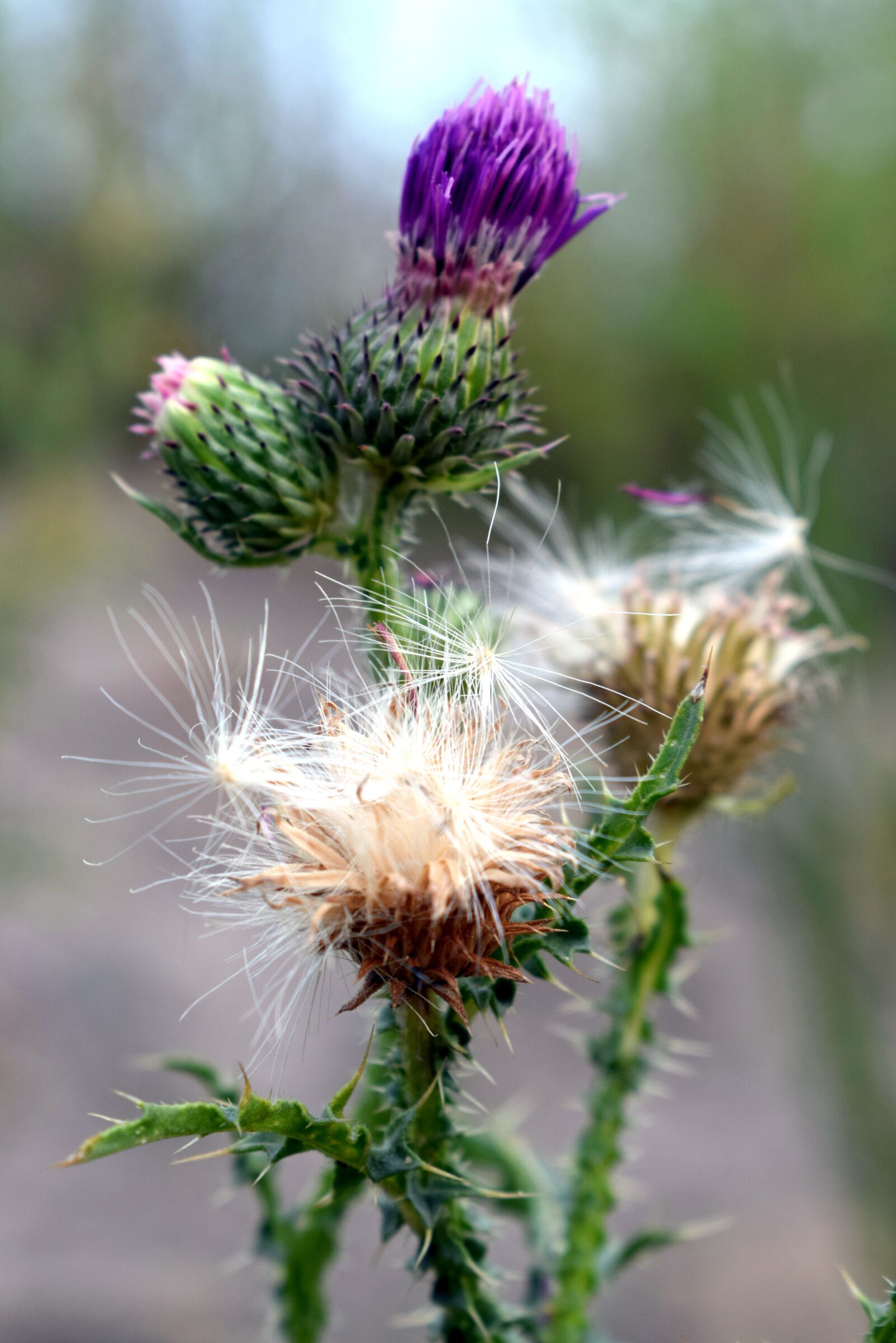 Nikon D3300 sample photo. Thistle, flowers, purple flower photography