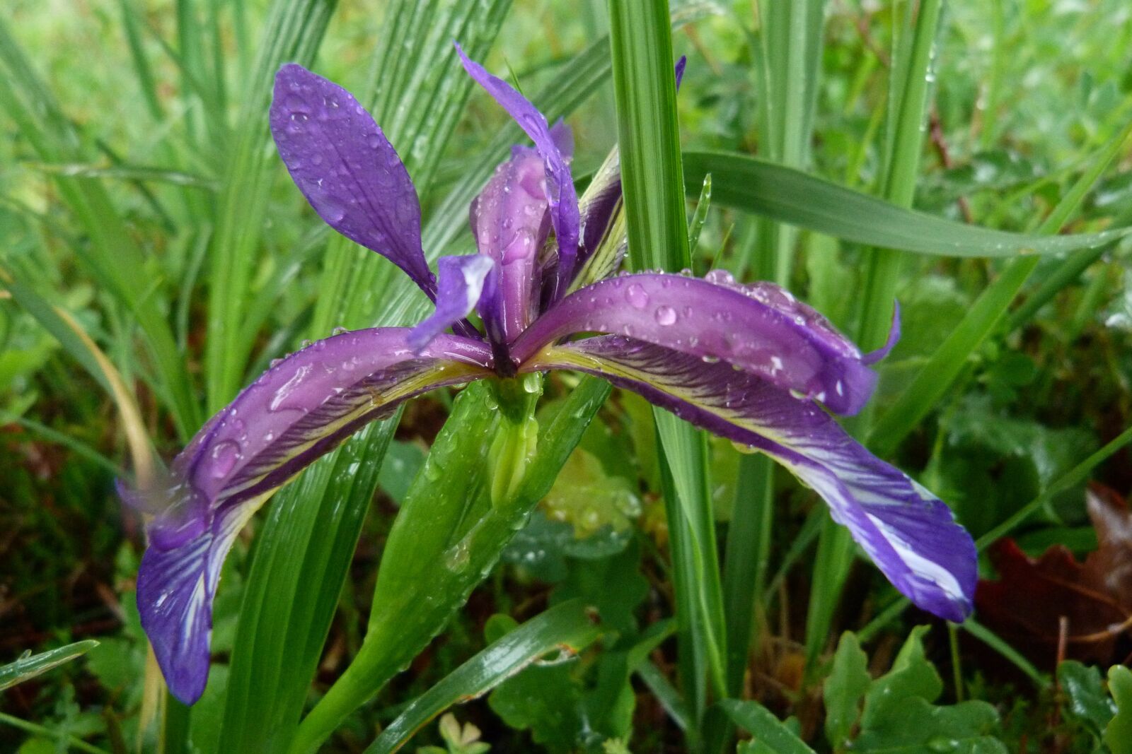 Panasonic Lumix DMC-FZ40 (Lumix DMC-FZ45) sample photo. Iris graminea, iridaceae, violet photography