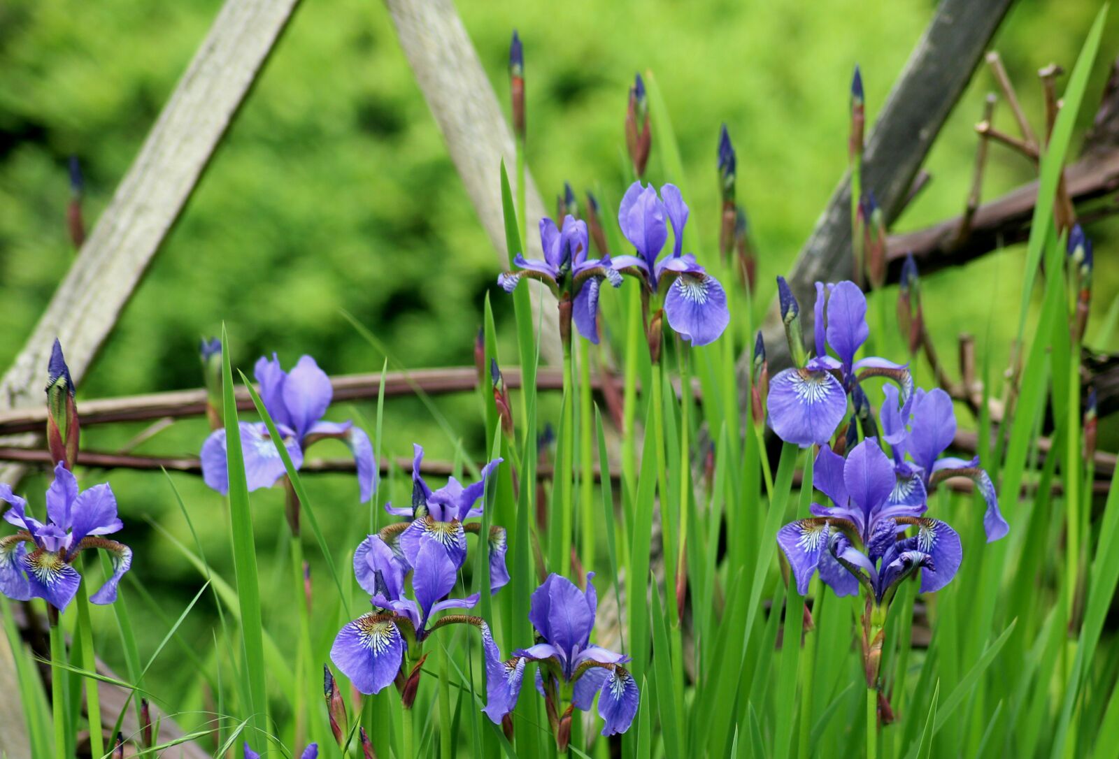 Canon EOS 1200D (EOS Rebel T5 / EOS Kiss X70 / EOS Hi) sample photo. Irises, flowers, spring photography
