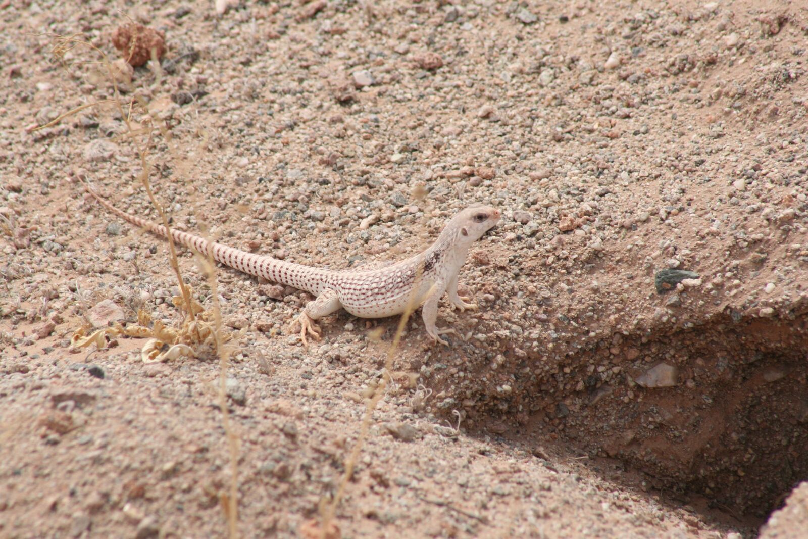 Canon EOS 350D (EOS Digital Rebel XT / EOS Kiss Digital N) sample photo. Desert iguana, iguana, lizard photography