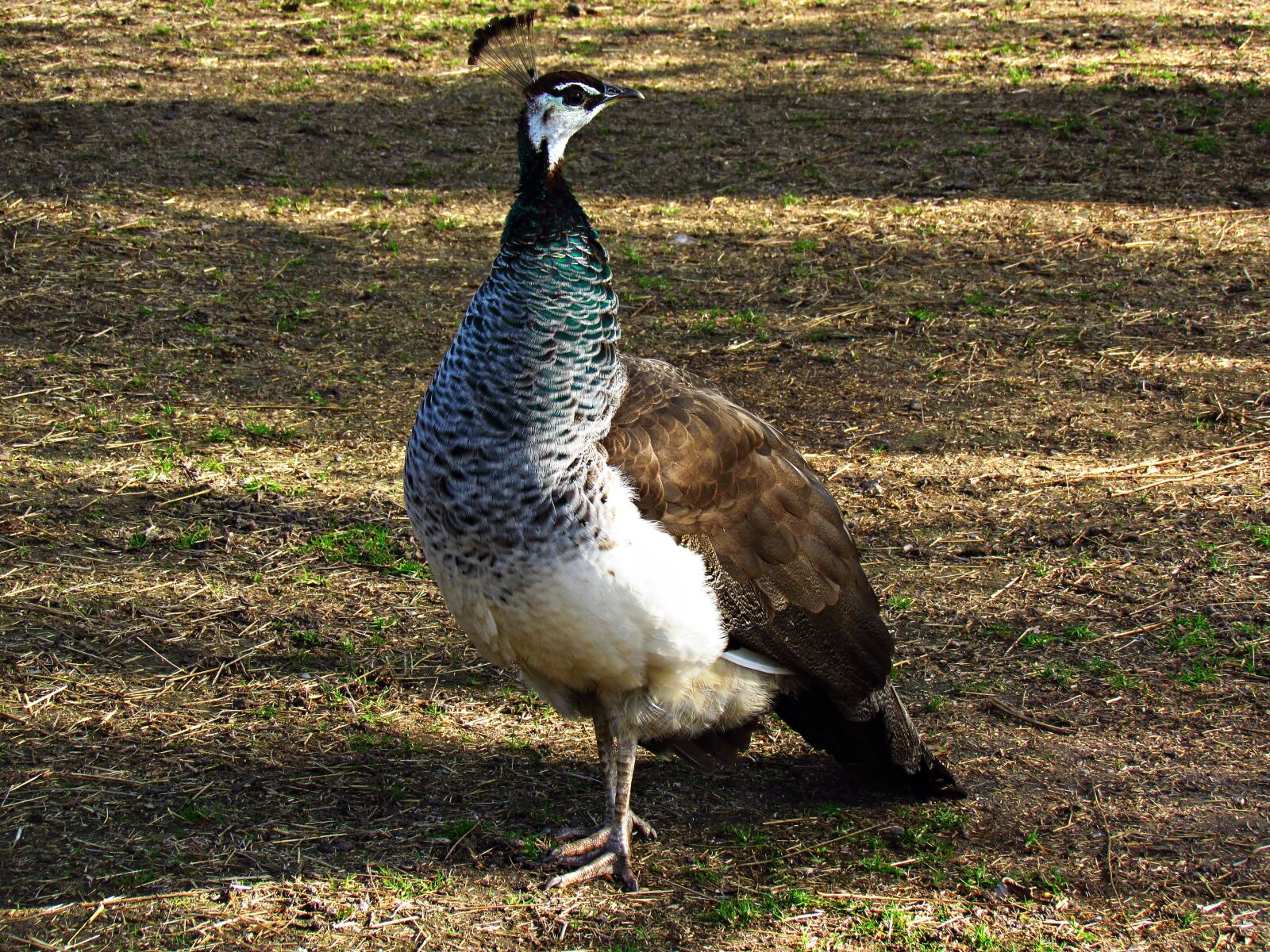 Canon PowerShot SX30 IS sample photo. Animals, birds, nature photography