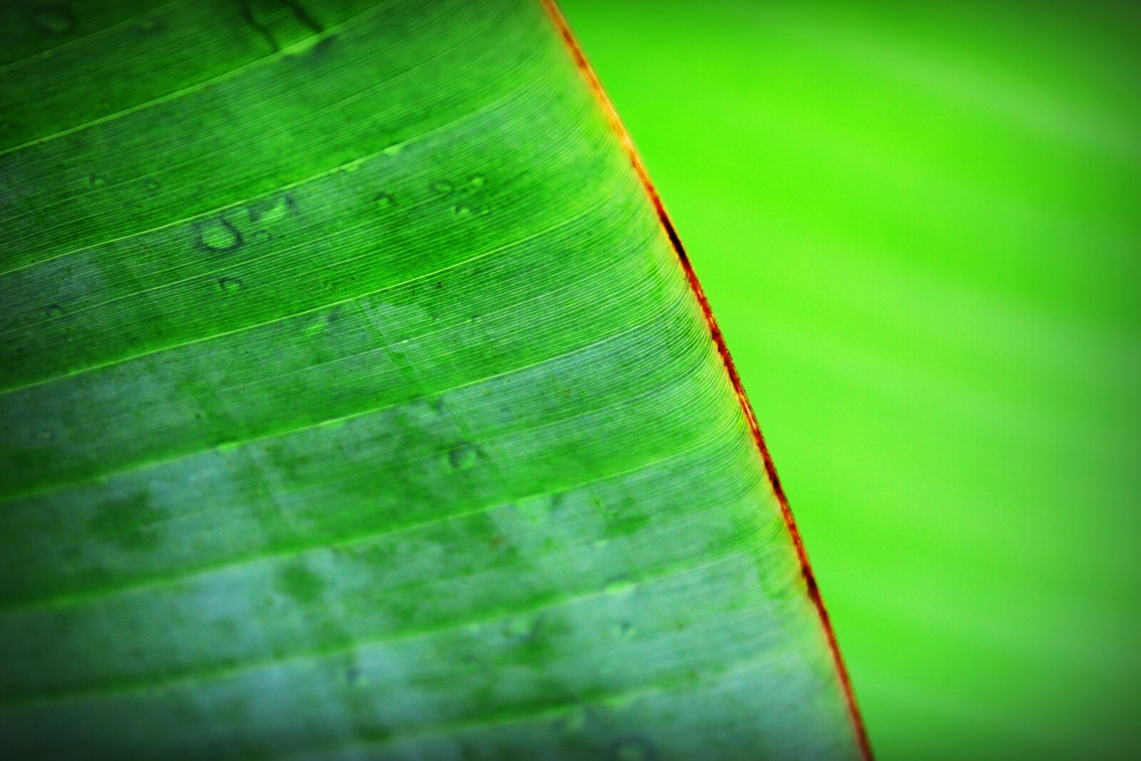 Canon EOS 650D (EOS Rebel T4i / EOS Kiss X6i) sample photo. Banana, beautiful, botany photography