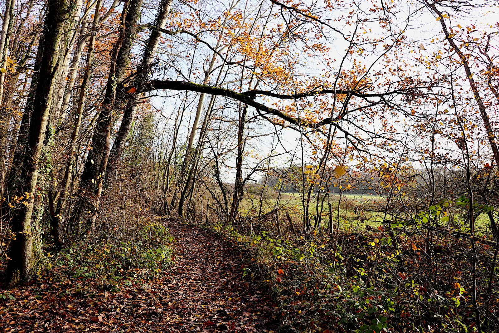 Canon EOS 800D (EOS Rebel T7i / EOS Kiss X9i) sample photo. Autumn landscape, light of photography
