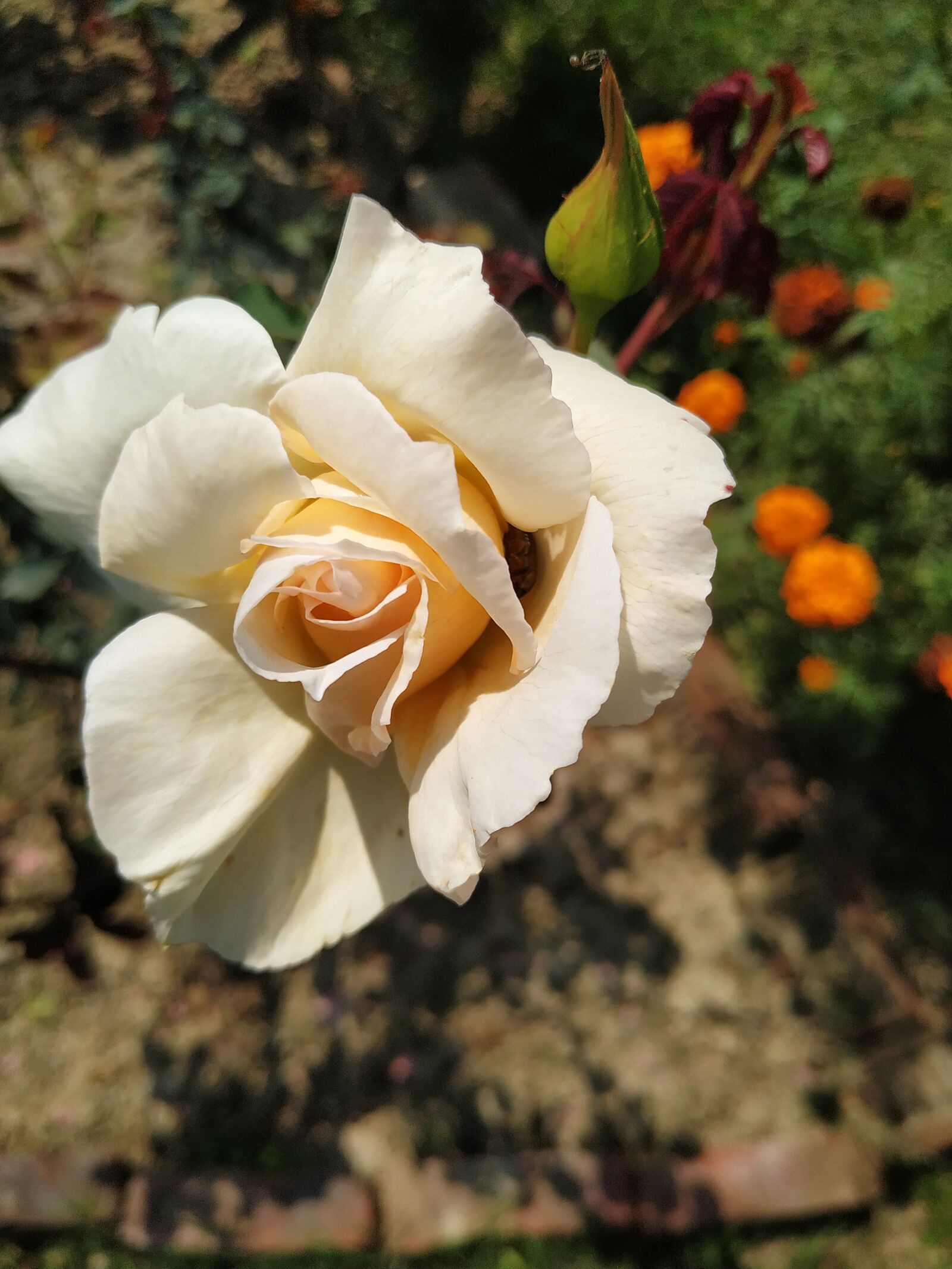 Xiaomi Redmi Note 6 Pro sample photo. Rose, plant, background photography