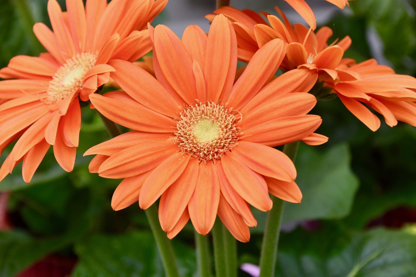 Nikon D5600 sample photo. Flower, petals orange, orange photography