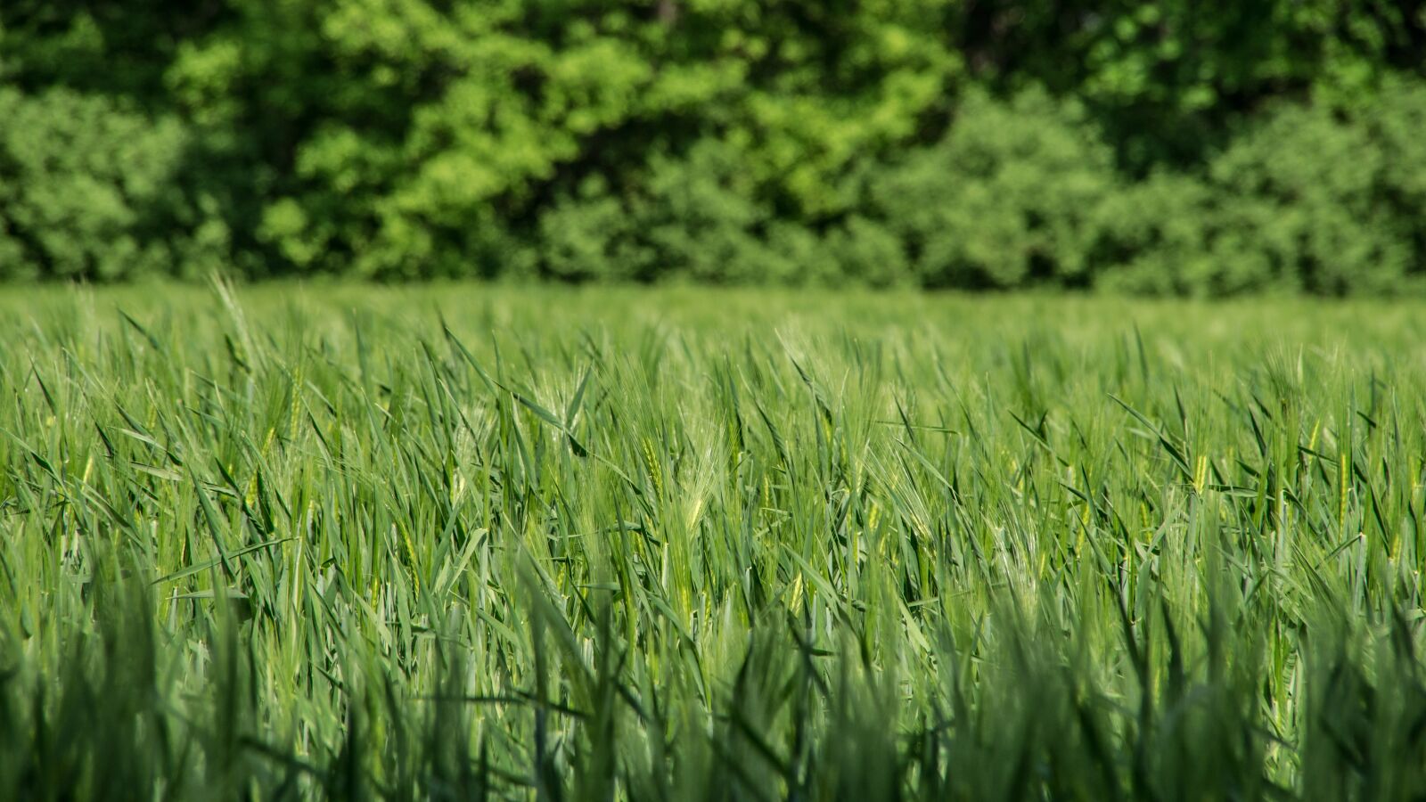Sony SLT-A57 sample photo. Field, wheat, seed photography