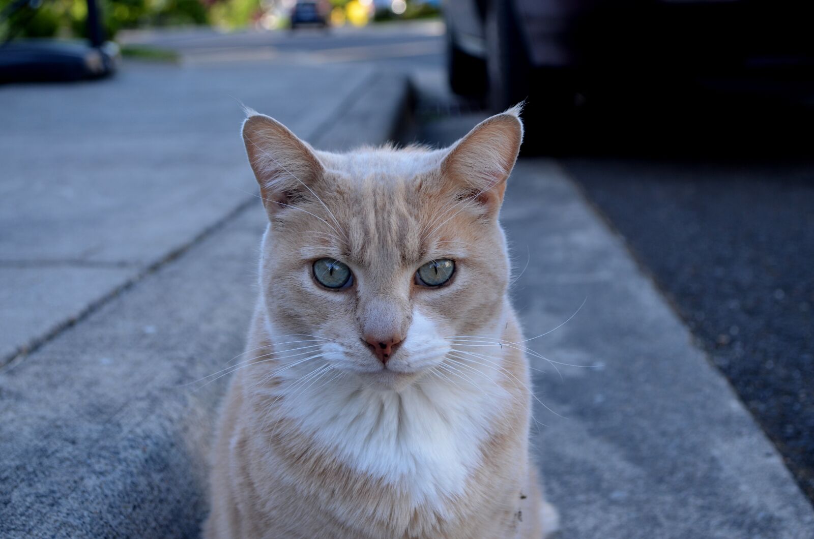 Nikon D5100 sample photo. Cat, pose, street photography