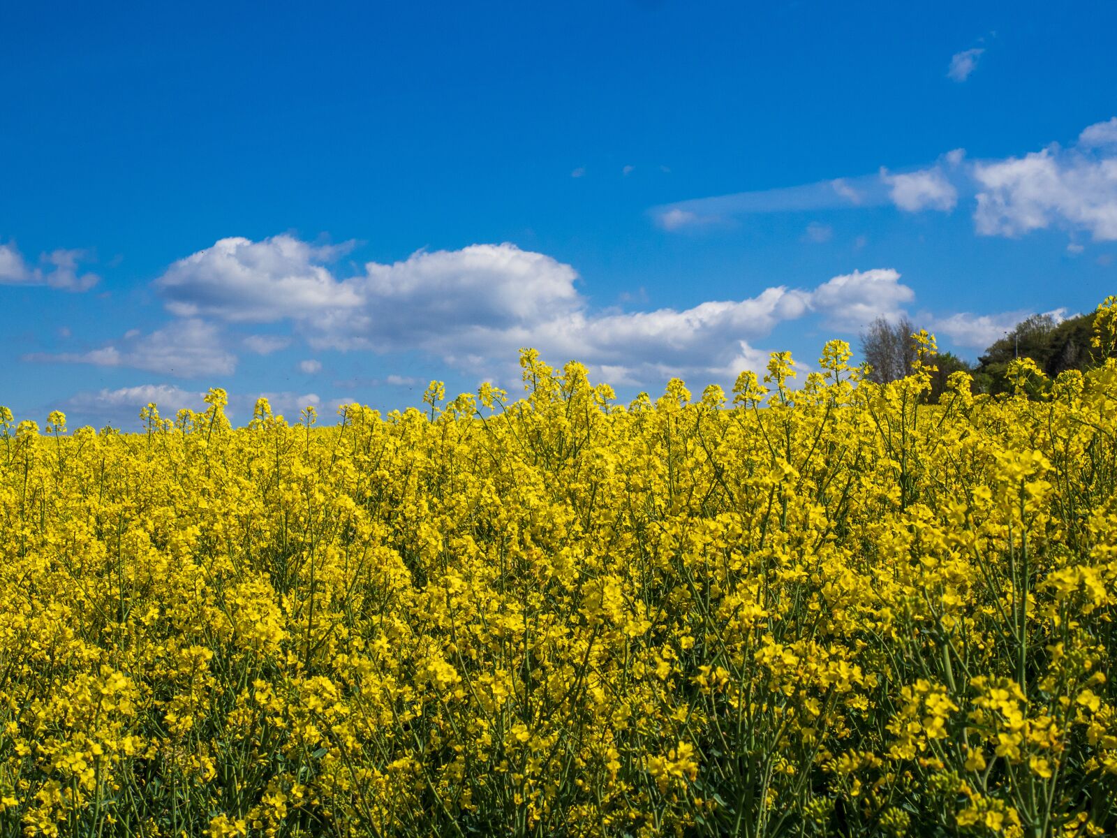 Olympus OM-D E-M10 III sample photo. Rape, yellow, field photography