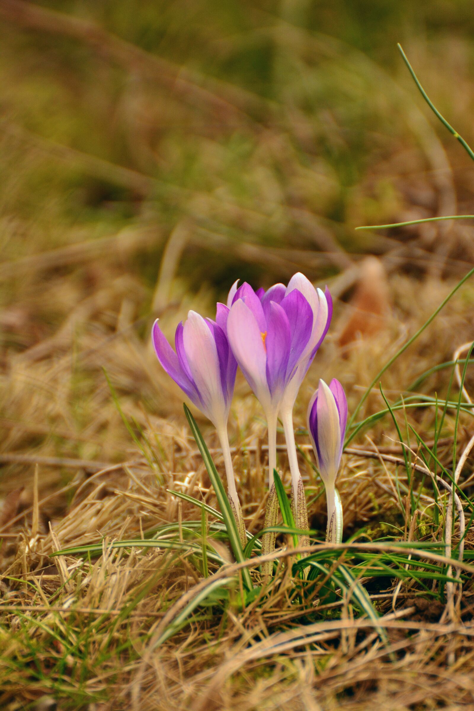 Nikon D5200 sample photo. Crocus, spring flowers, early photography