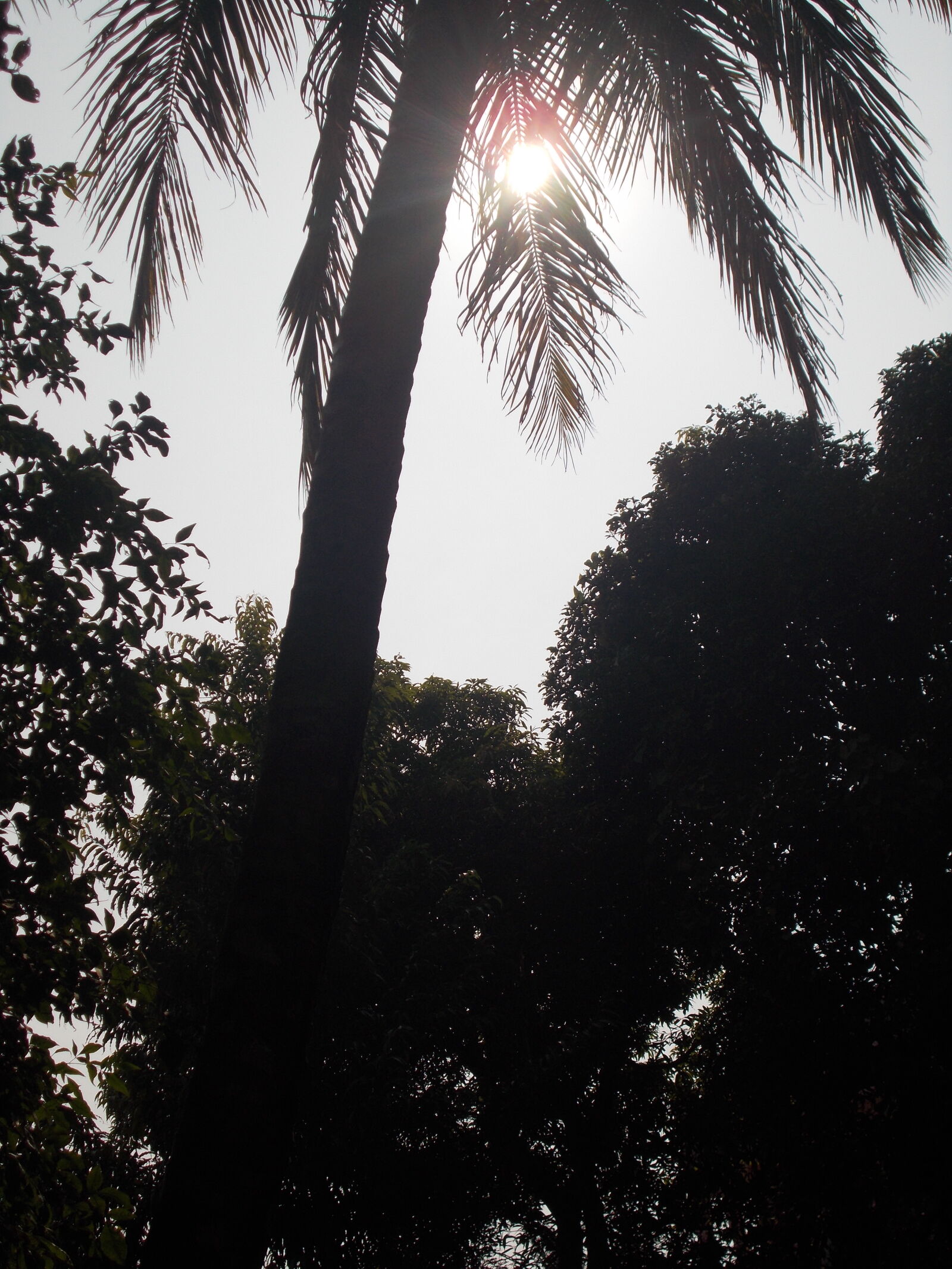 Nikon Coolpix L26 sample photo