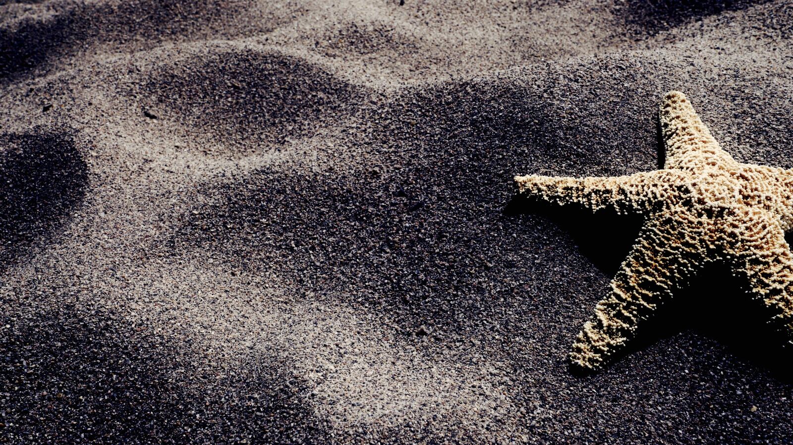 Canon 24-70mm F2.8 DG OS HSM | Art 017 sample photo. Starfish, sand, beach photography