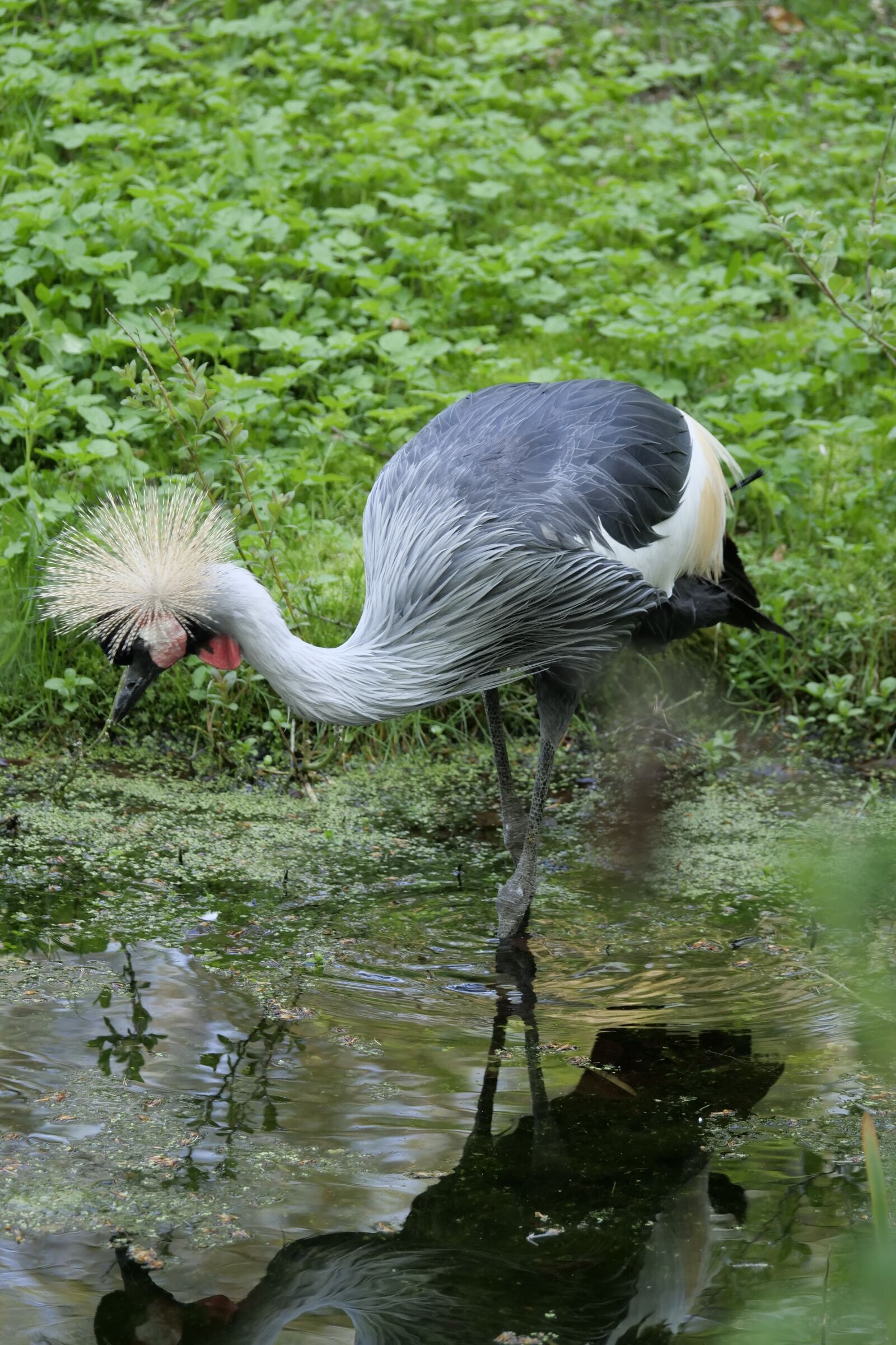 Panasonic Lumix DC-G9 sample photo. Animal world, bird, animal photography