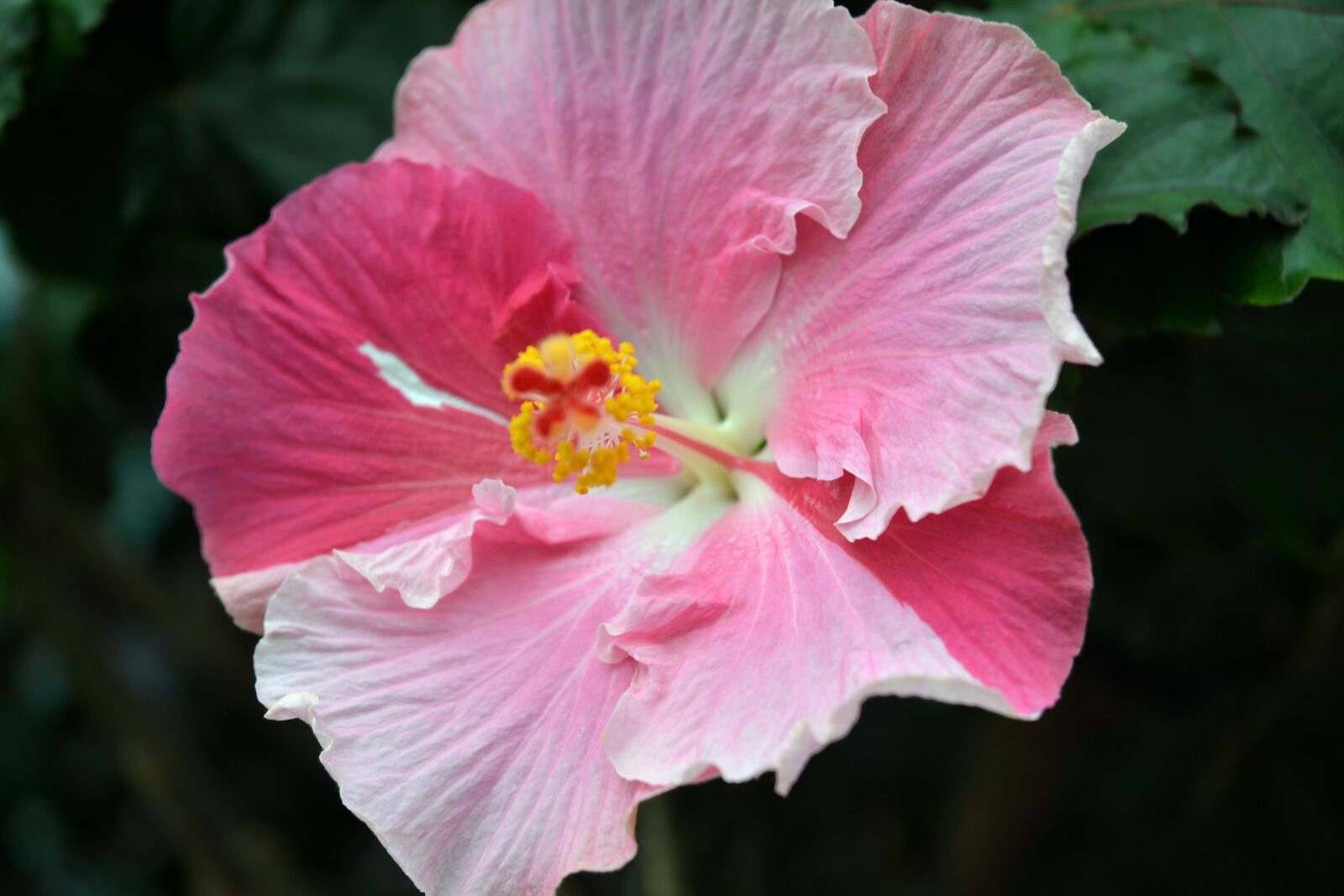 Nikon D3100 sample photo. Flower, pink, white photography