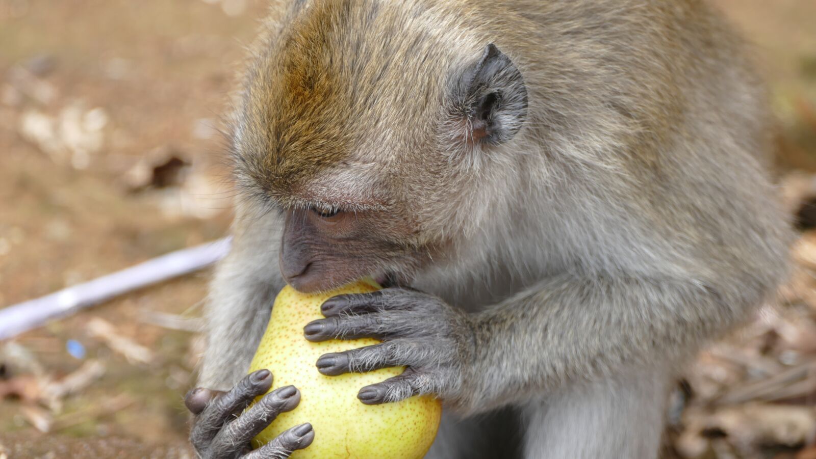 Panasonic Lumix DMC-FZ1000 sample photo. Monkey, ape, mauritius photography