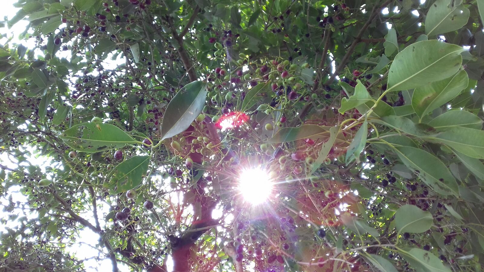 Samsung Galaxy J3(2016) sample photo. Sun rays, blueberry tree photography