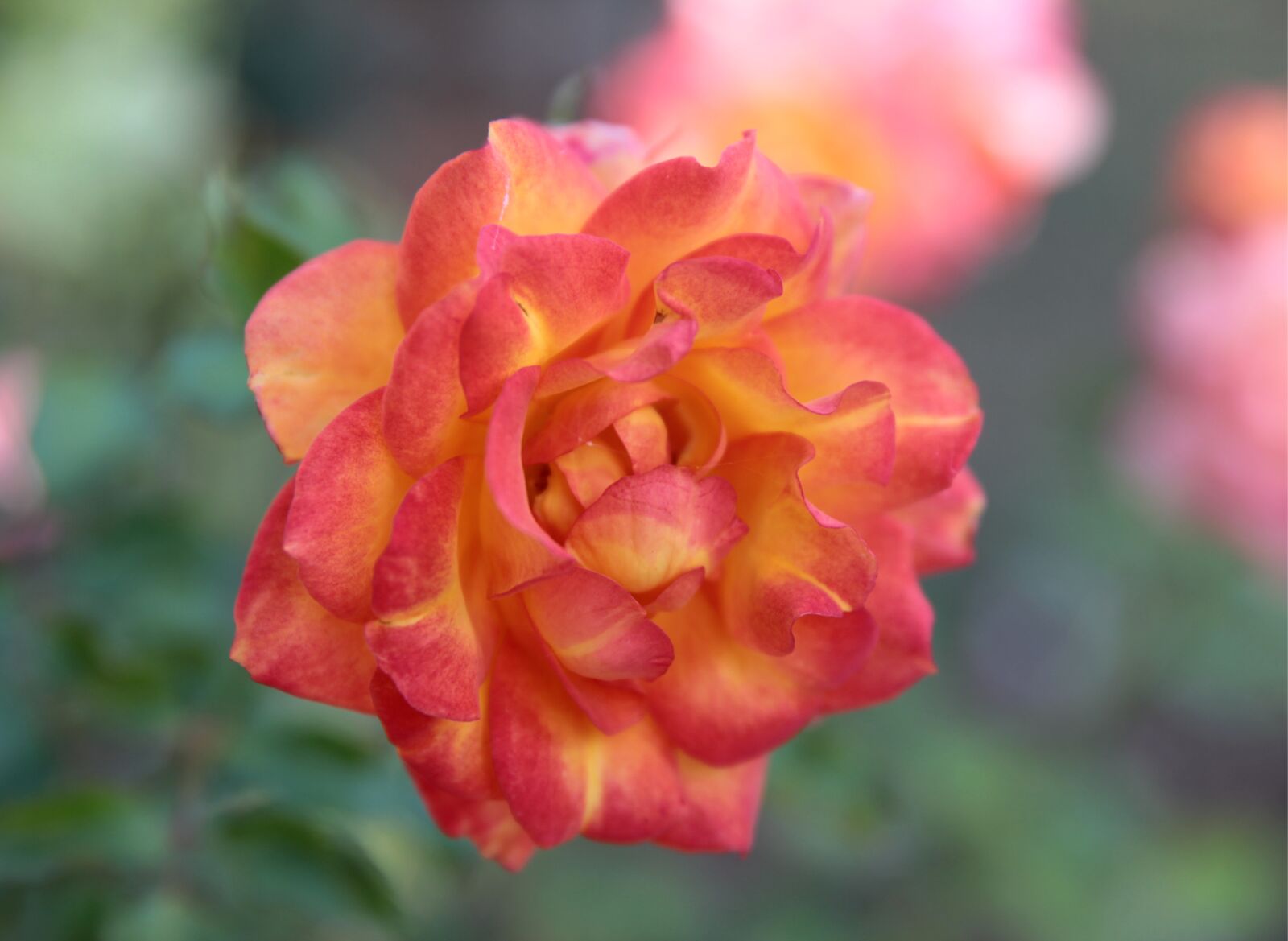 Canon EF 24-70mm F2.8L II USM sample photo. Rose, autumn, beauty photography