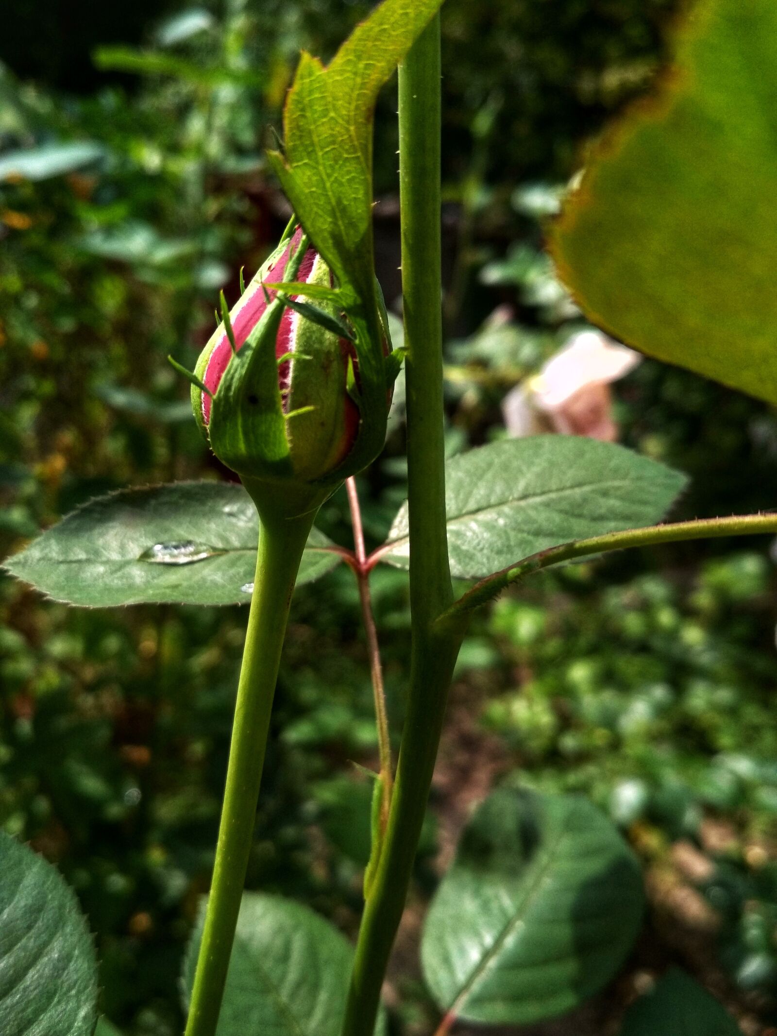 Xiaomi Redmi 4X sample photo. Bud, rose, spring photography