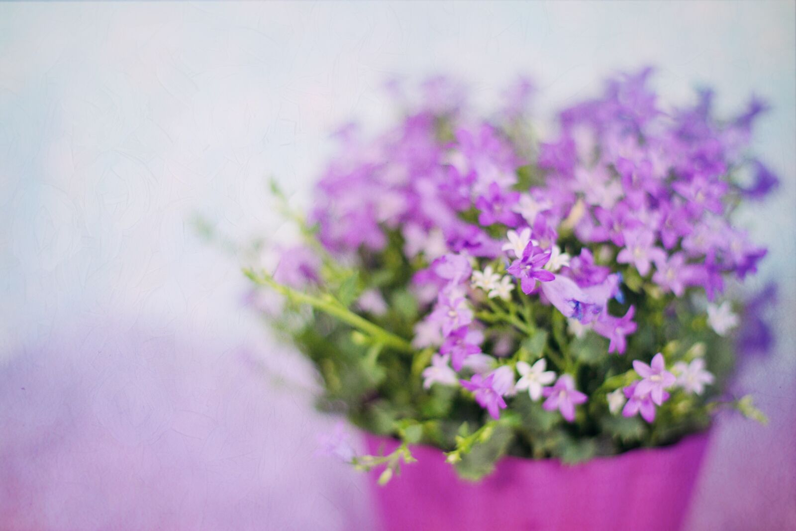 Canon EF 50mm F1.4 USM sample photo. Purple flowers, spring, bouquet photography