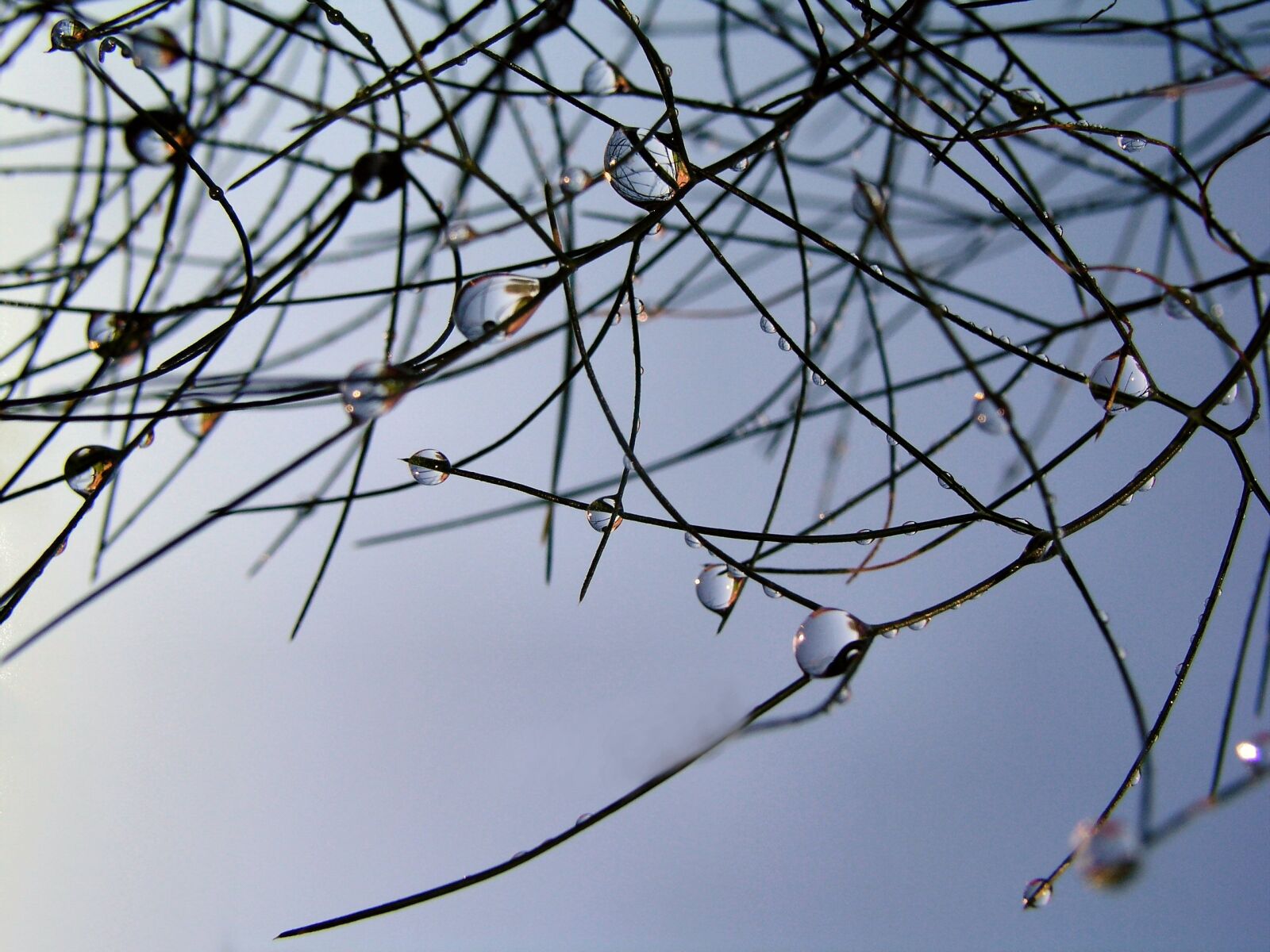 Olympus C5050Z sample photo. Rain drops, grass, nature photography