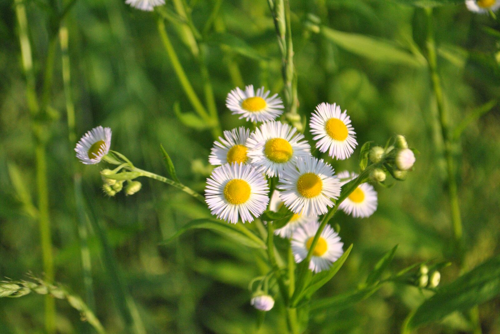 Nikon D3000 sample photo. White flower, white flowers photography
