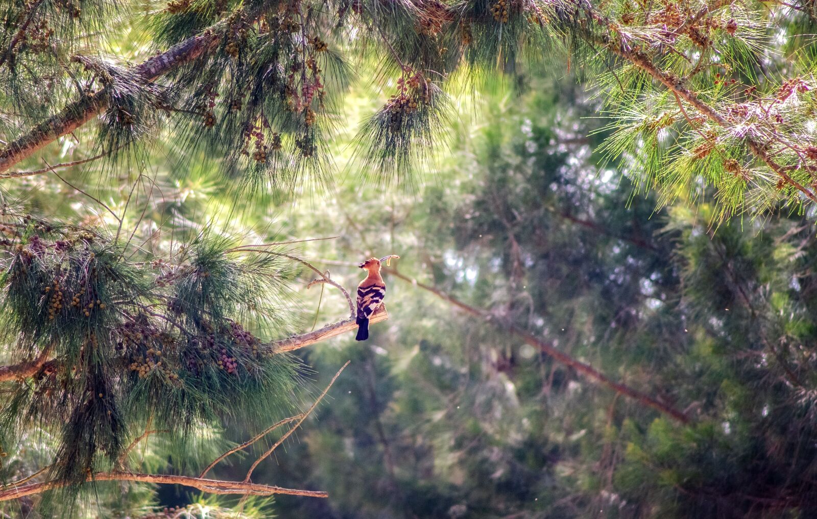 Nikon D7000 sample photo. Forest, trees, pine photography