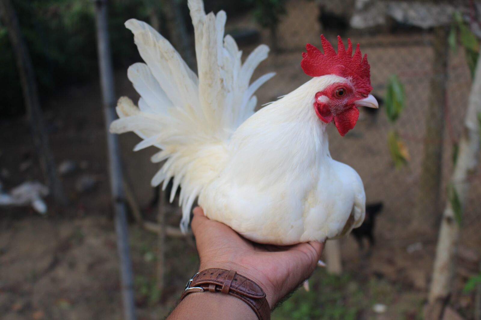 Canon EOS 700D (EOS Rebel T5i / EOS Kiss X7i) sample photo. Chicken, blade, white photography