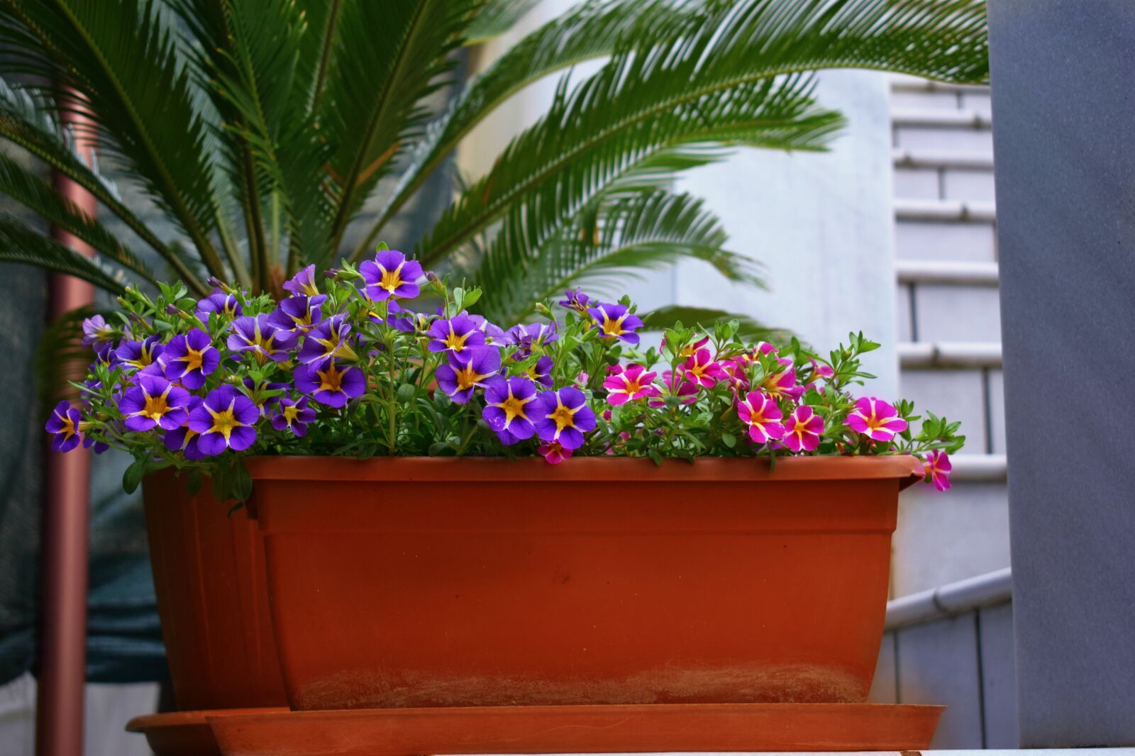 Nikon D5300 sample photo. Flower, plant, garden photography