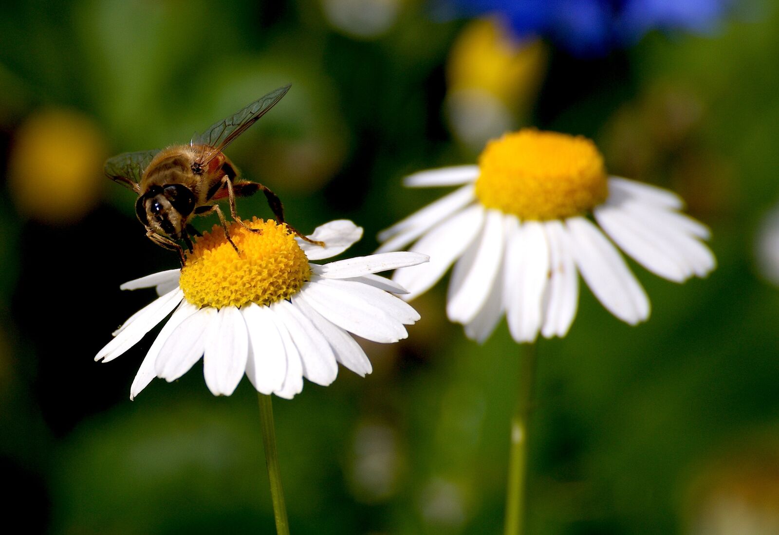 Sony Alpha DSLR-A350 sample photo. Marguerite, bee, blossom photography