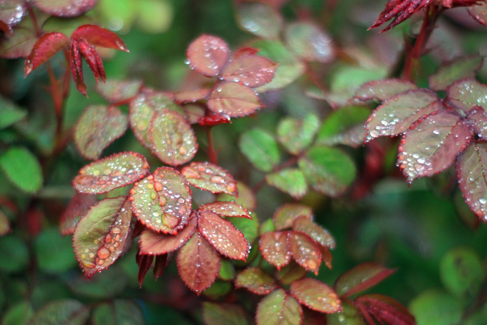 Canon EOS 700D (EOS Rebel T5i / EOS Kiss X7i) sample photo. Rose petals, roses, plant photography