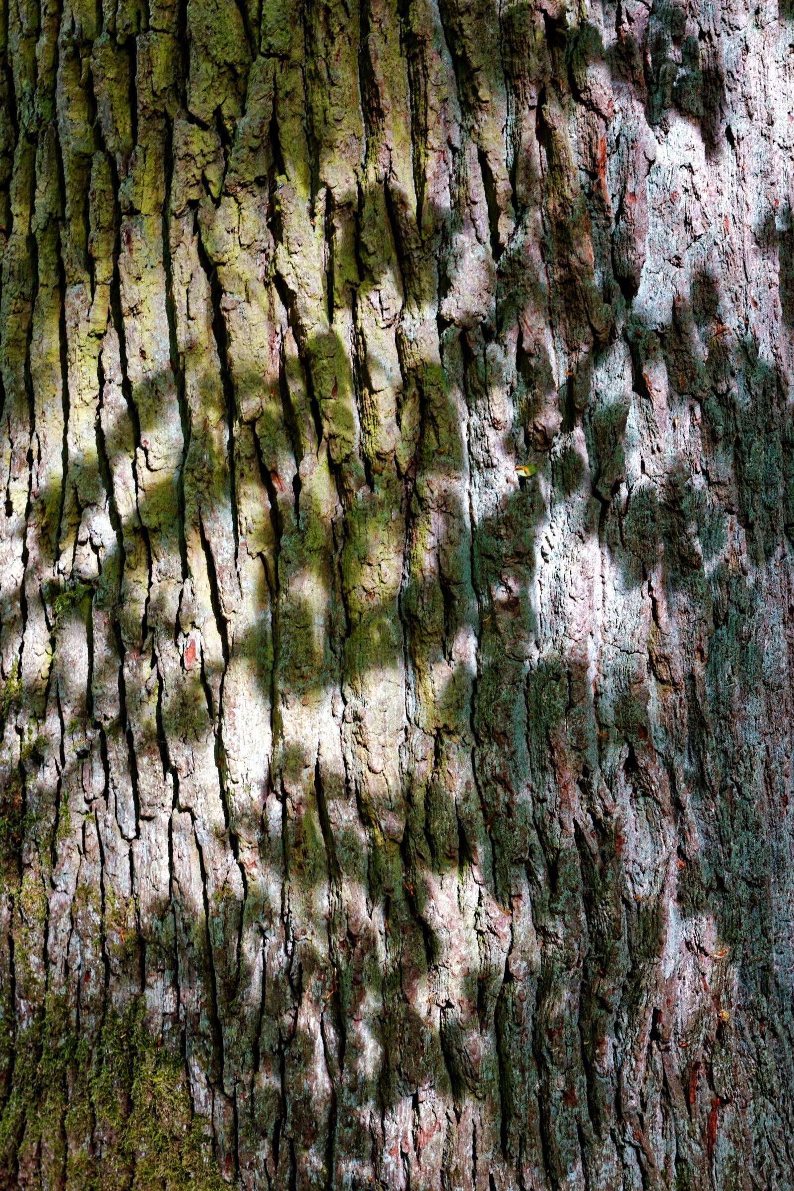 Canon EOS 40D sample photo. Tree, tree bark, nature photography
