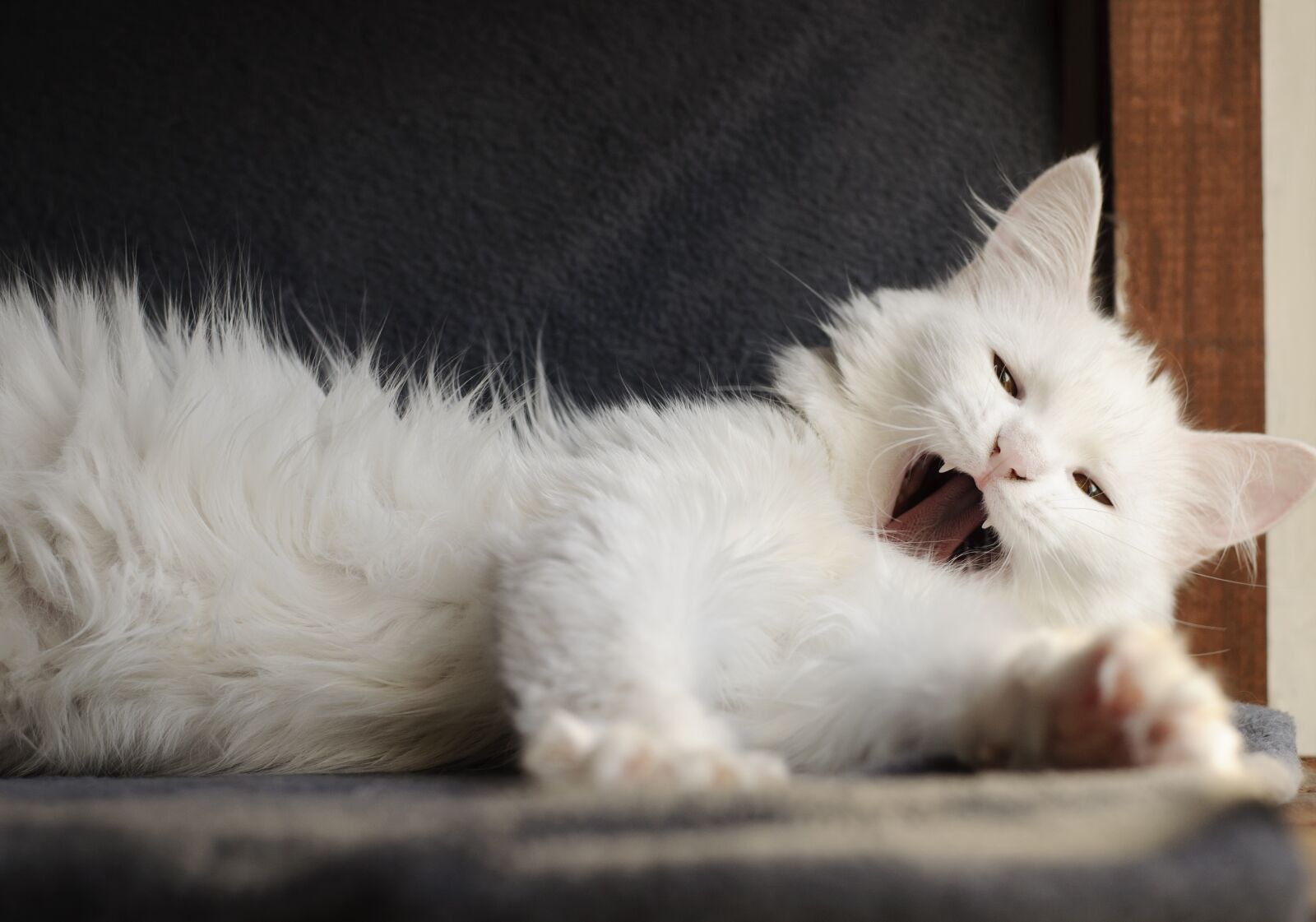 Nikon D5000 sample photo. Cat, downy, cute photography