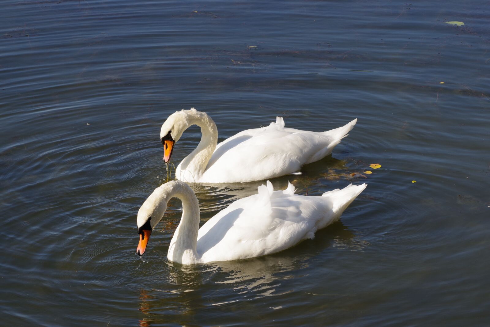 Pentax K-70 sample photo. The birds, water bodies photography