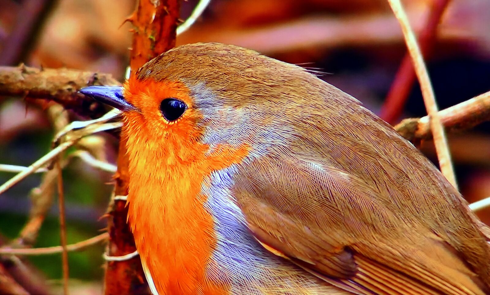 Panasonic Lumix DMC-FZ1000 sample photo. Redbreast, common, nature photography