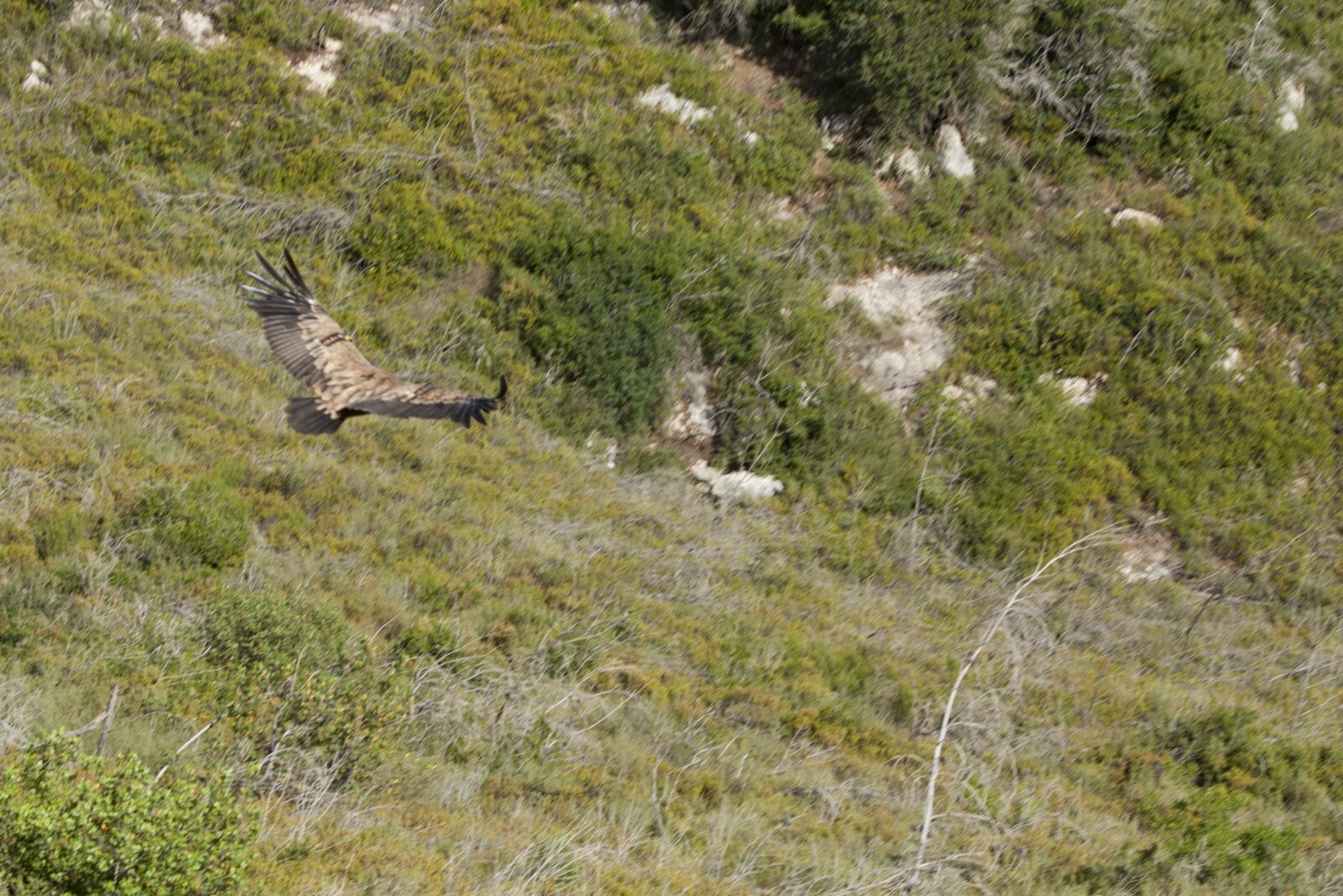 Canon EF 70-200mm F2.8L USM sample photo. Wings, fly, israel photography