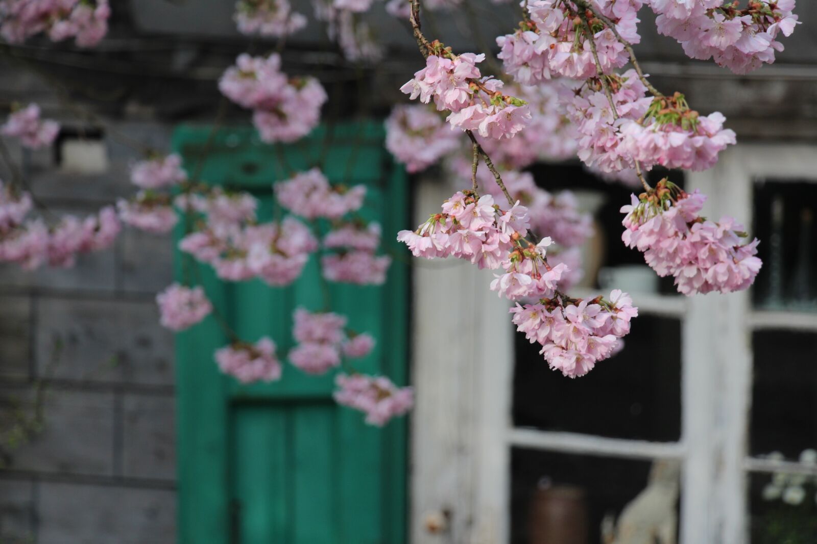Canon EOS 700D (EOS Rebel T5i / EOS Kiss X7i) sample photo. Truss, flower, plant photography
